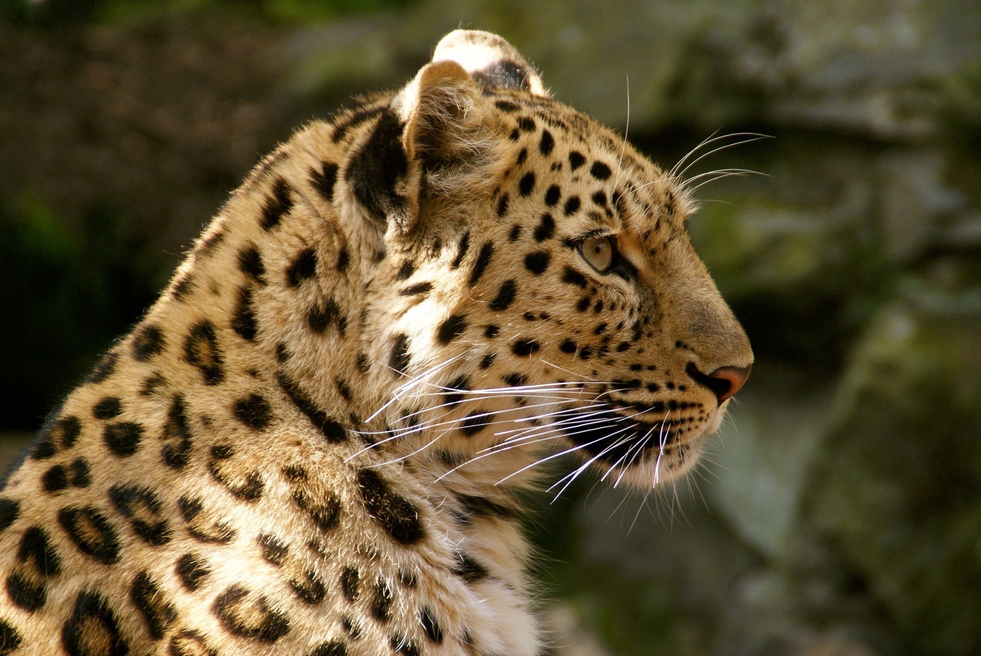 Handy-Wallpaper Tiere, Katzen, Leopard kostenlos herunterladen.