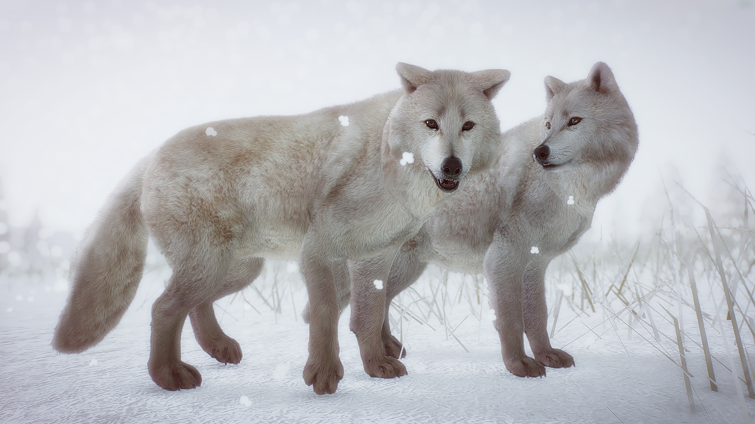 animal, arctic wolf, snow, white wolf, wolf