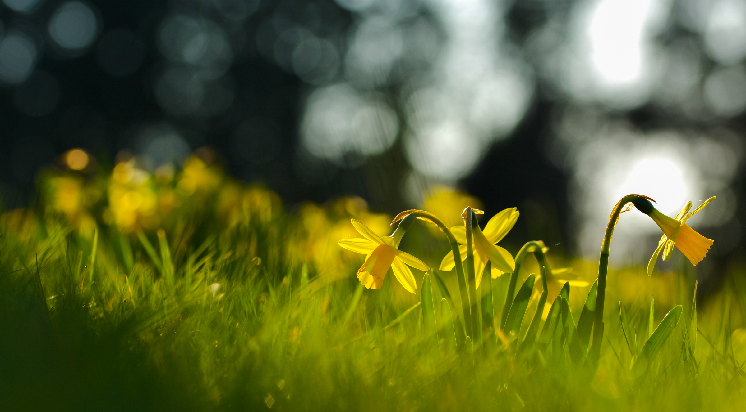 Download mobile wallpaper Nature, Flowers, Grass, Flower, Earth, Spring, Bokeh, Yellow Flower, Daffodil for free.