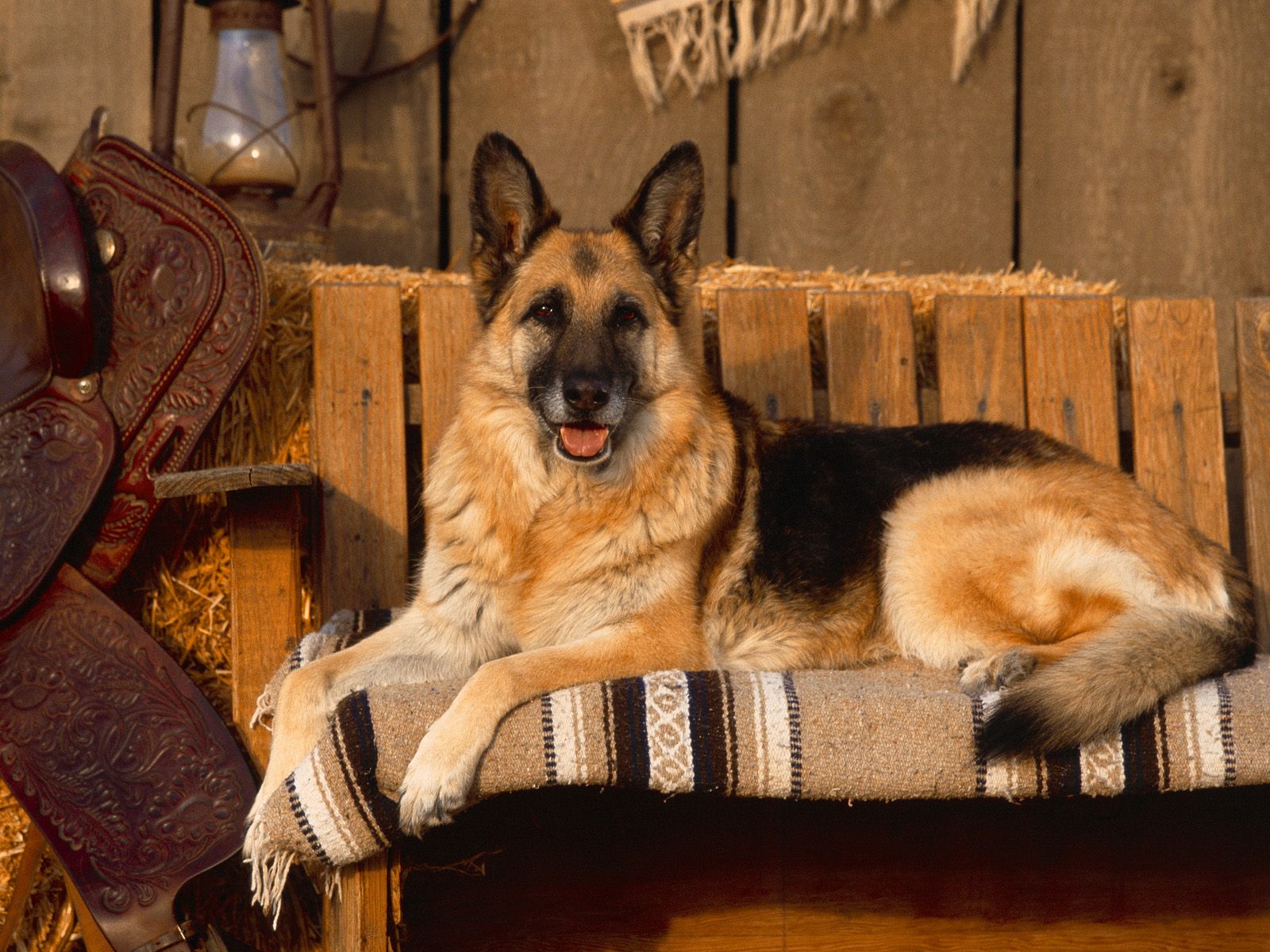 Скачать обои бесплатно Животные, Собаки, Немецкая Овчарка картинка на рабочий стол ПК