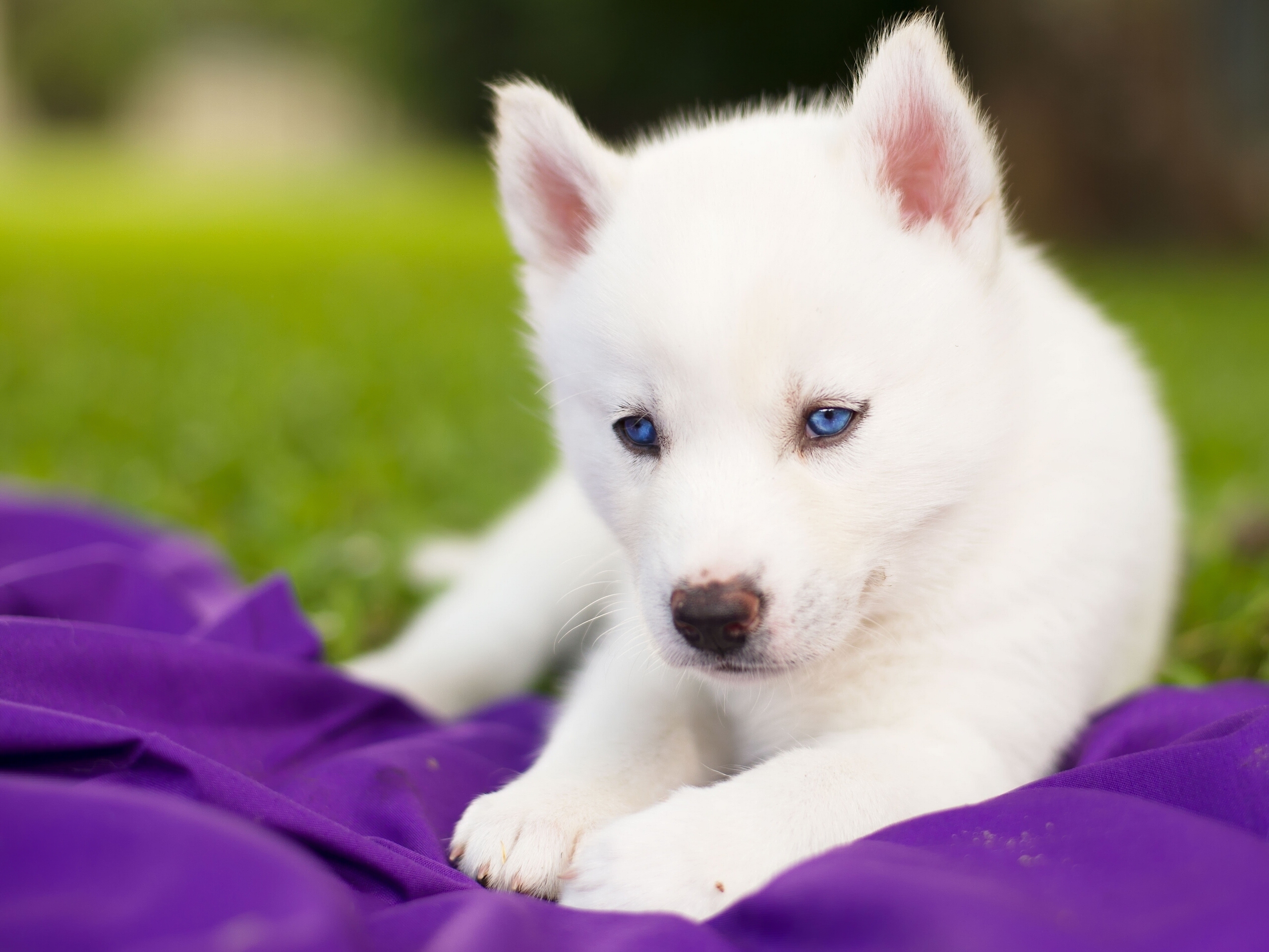 Handy-Wallpaper Tiere, Hunde, Hund, Welpen, Blaue Augen, Sibirischer Husky, Schlittenhund kostenlos herunterladen.