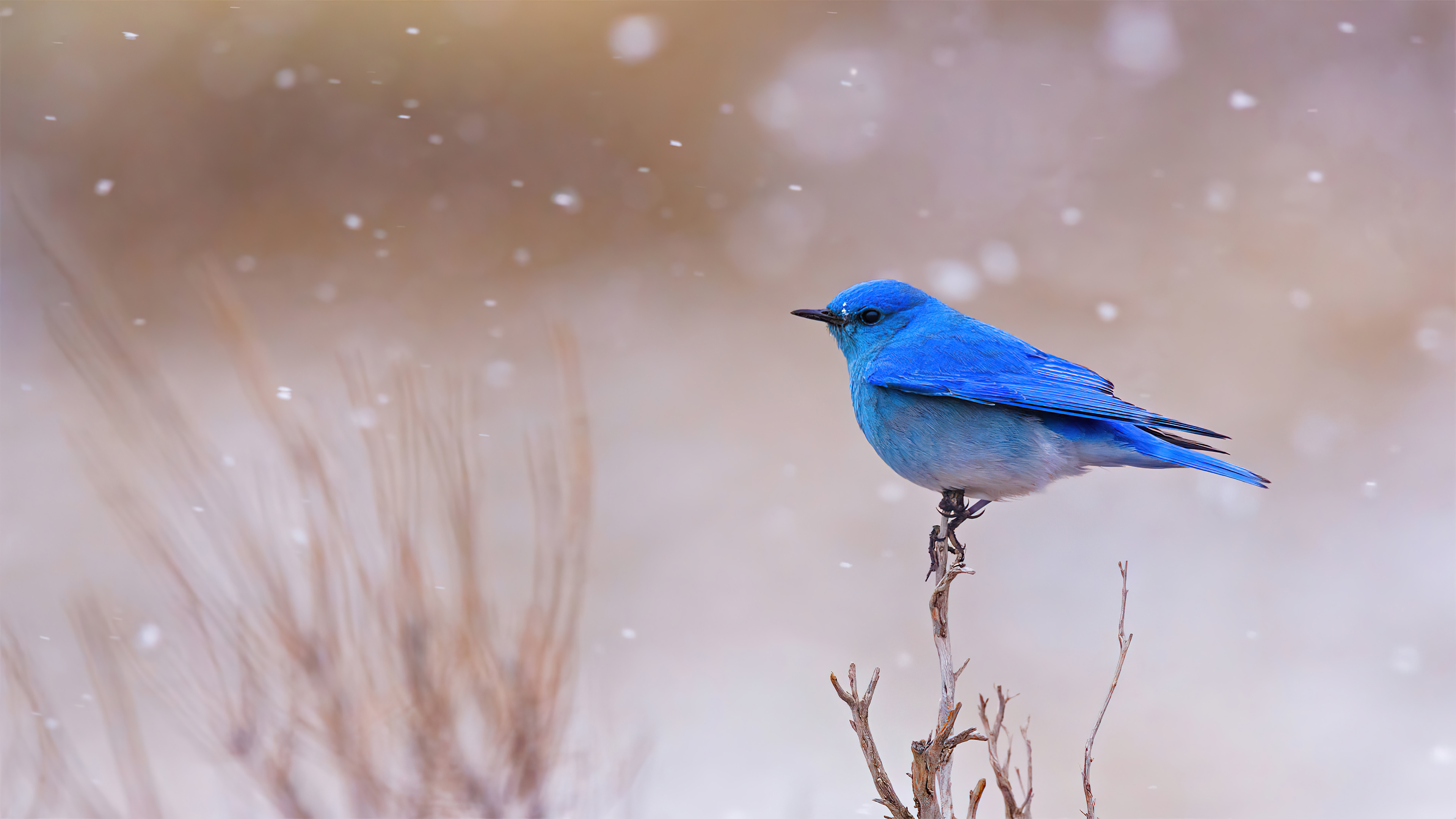 animal, bluebird, bird, mountain bluebird, birds