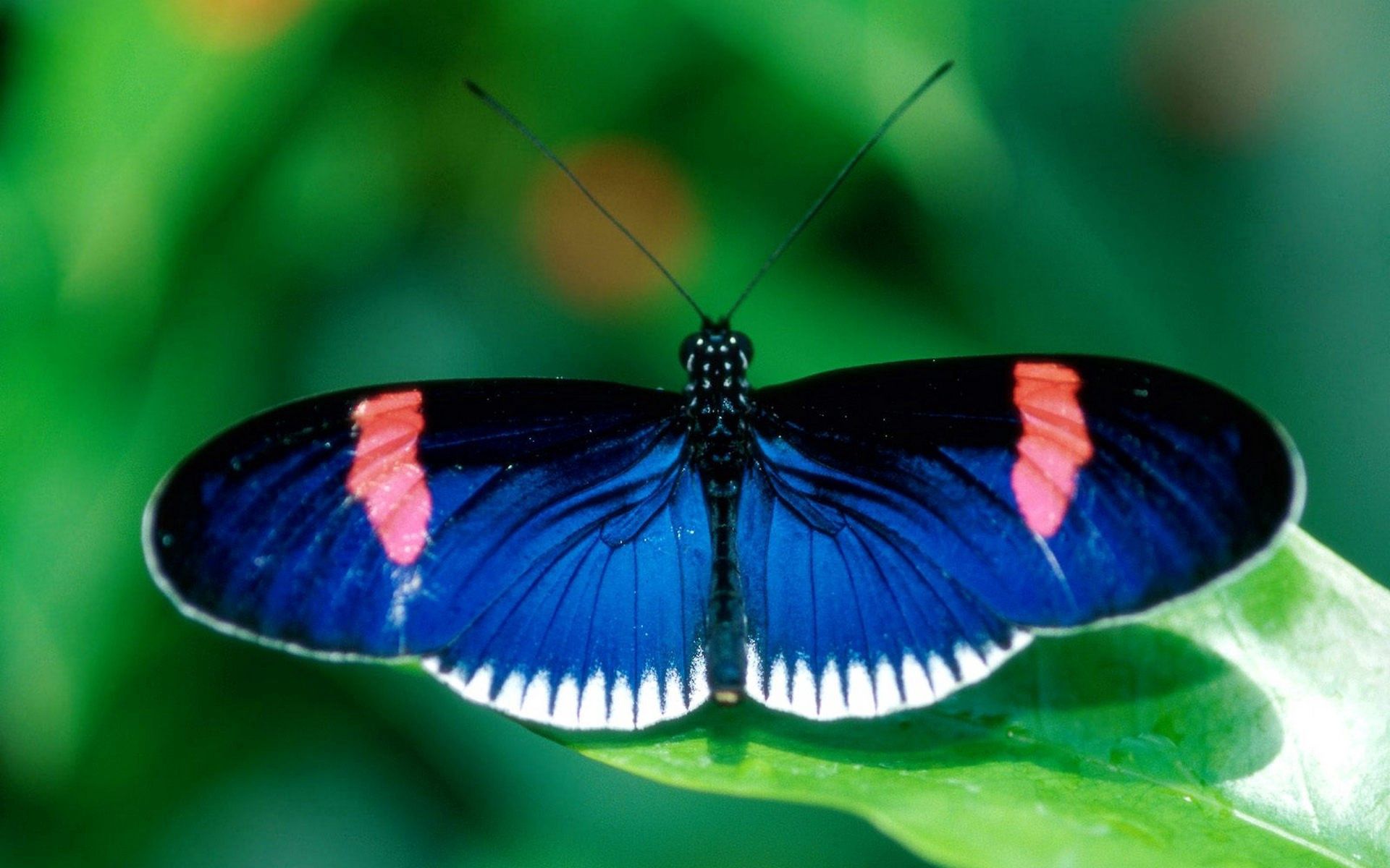 Laden Sie das Patterns, Makro, Insekt, Flügel, Schmetterling-Bild kostenlos auf Ihren PC-Desktop herunter