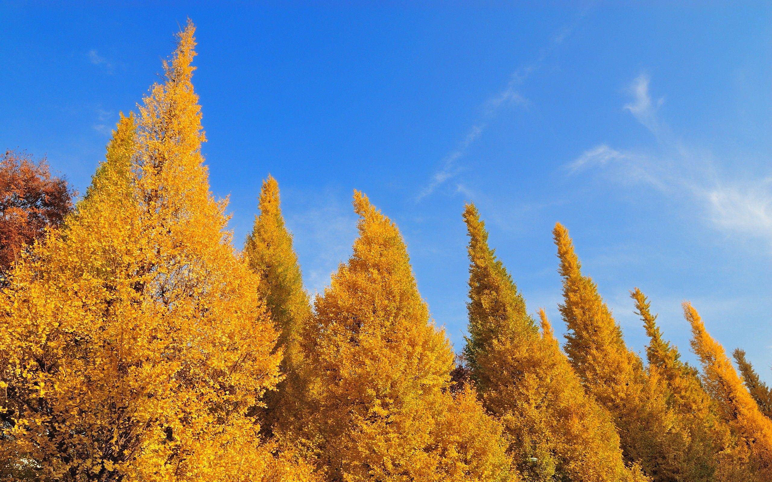 Handy-Wallpaper Natur, Bäume, Blätter, Sky, Herbst kostenlos herunterladen.
