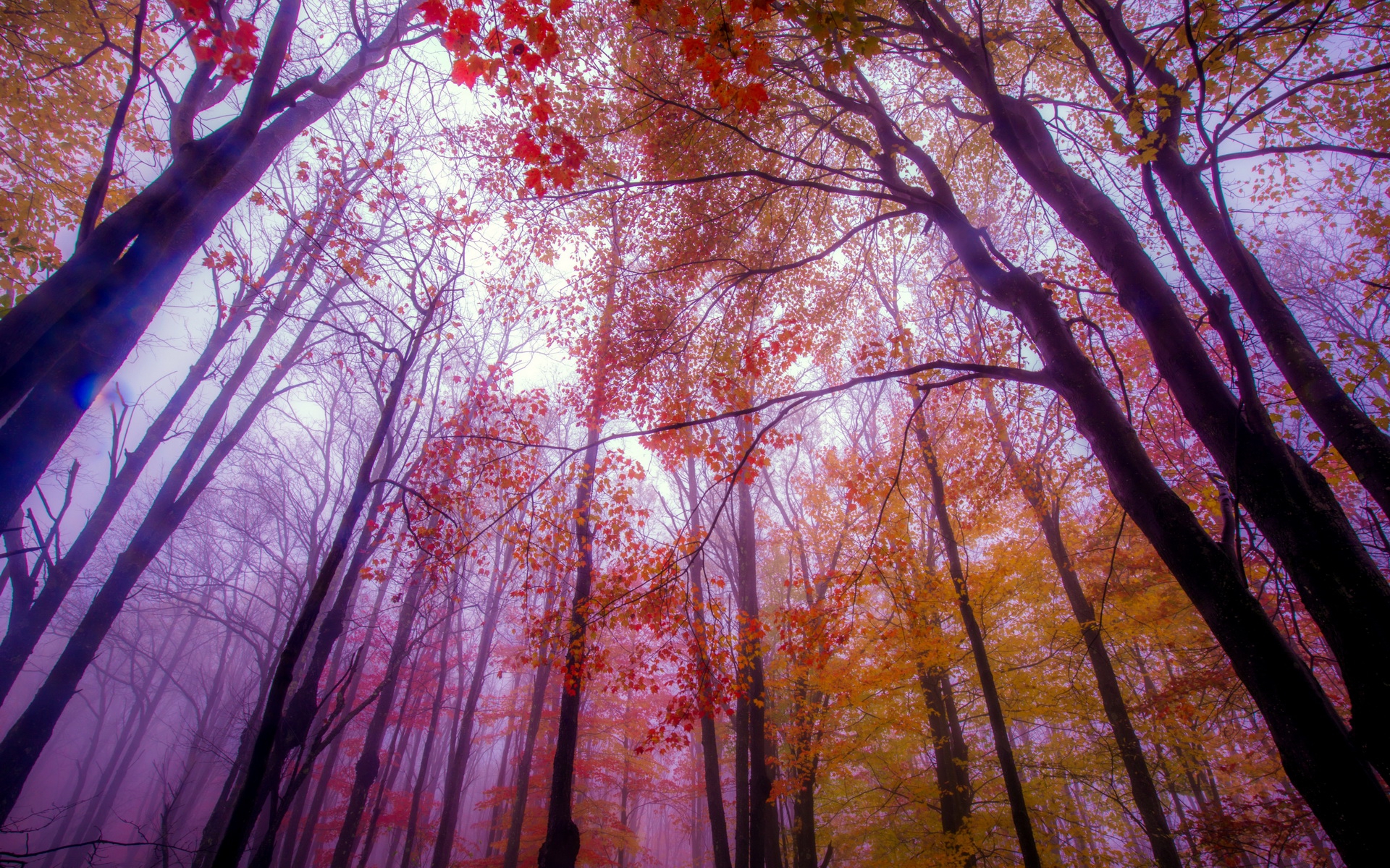 Descarga gratis la imagen Bosque, Tierra/naturaleza en el escritorio de tu PC