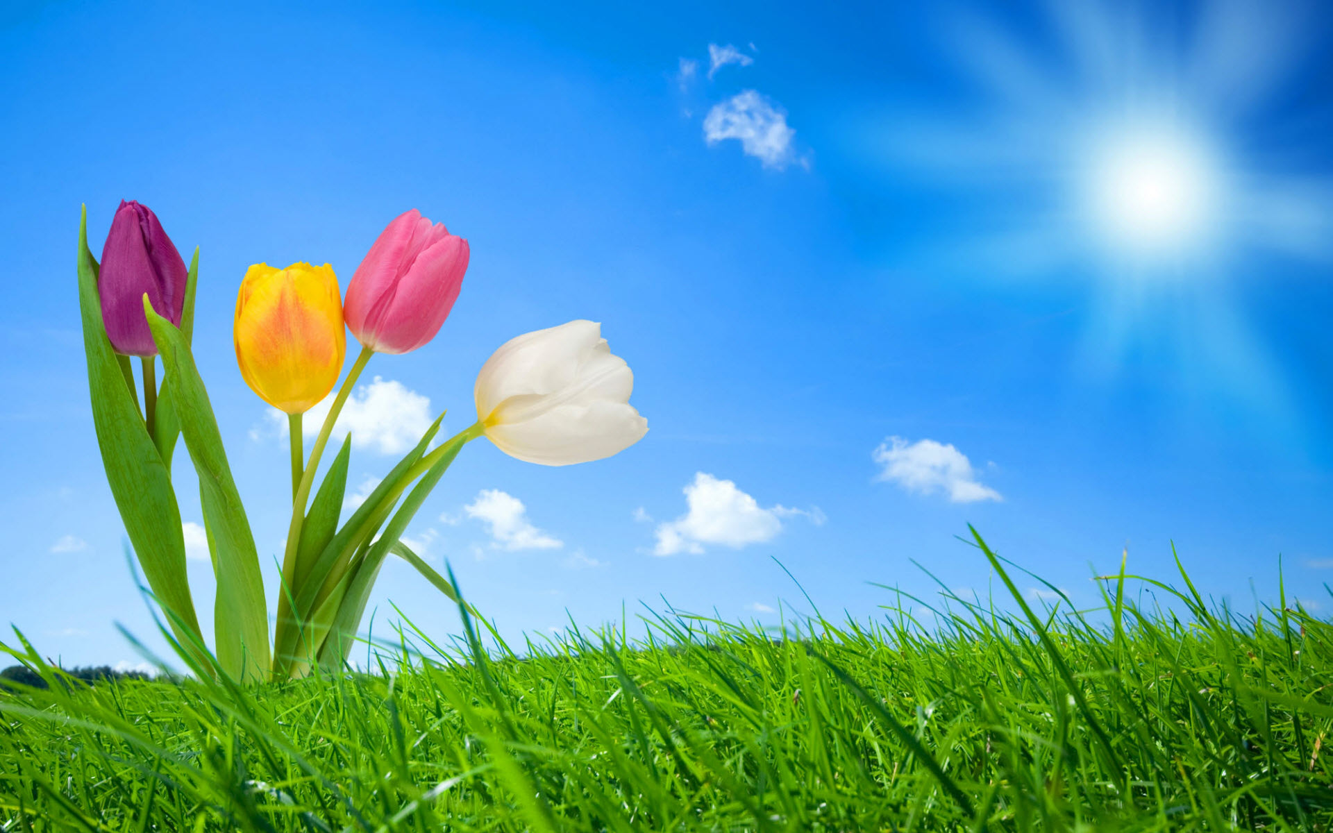 Descarga gratis la imagen Flores, Tulipán, Tierra/naturaleza en el escritorio de tu PC