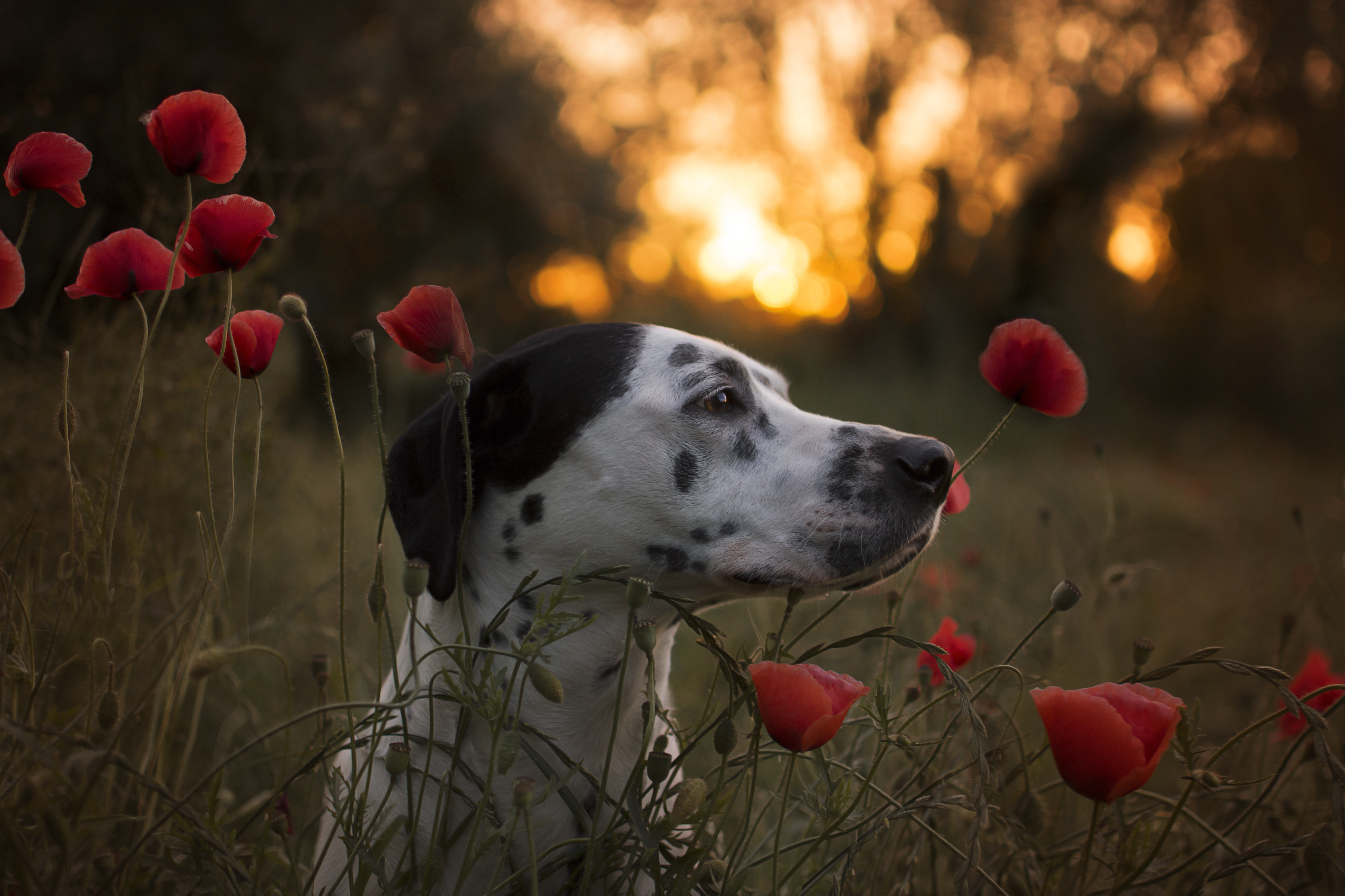 Download mobile wallpaper Dogs, Sunset, Summer, Flower, Dog, Muzzle, Animal, Dalmatian, Bokeh, Poppy, Red Flower for free.