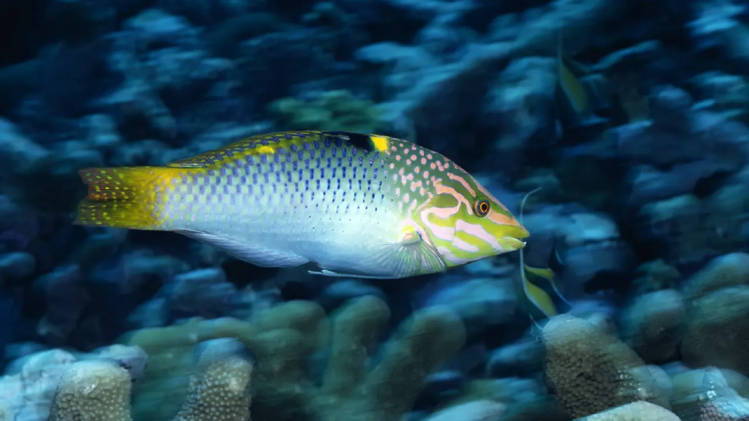 Desktop wallpaper: Animal, Fish, Underwater, Fishes 4K free download ...