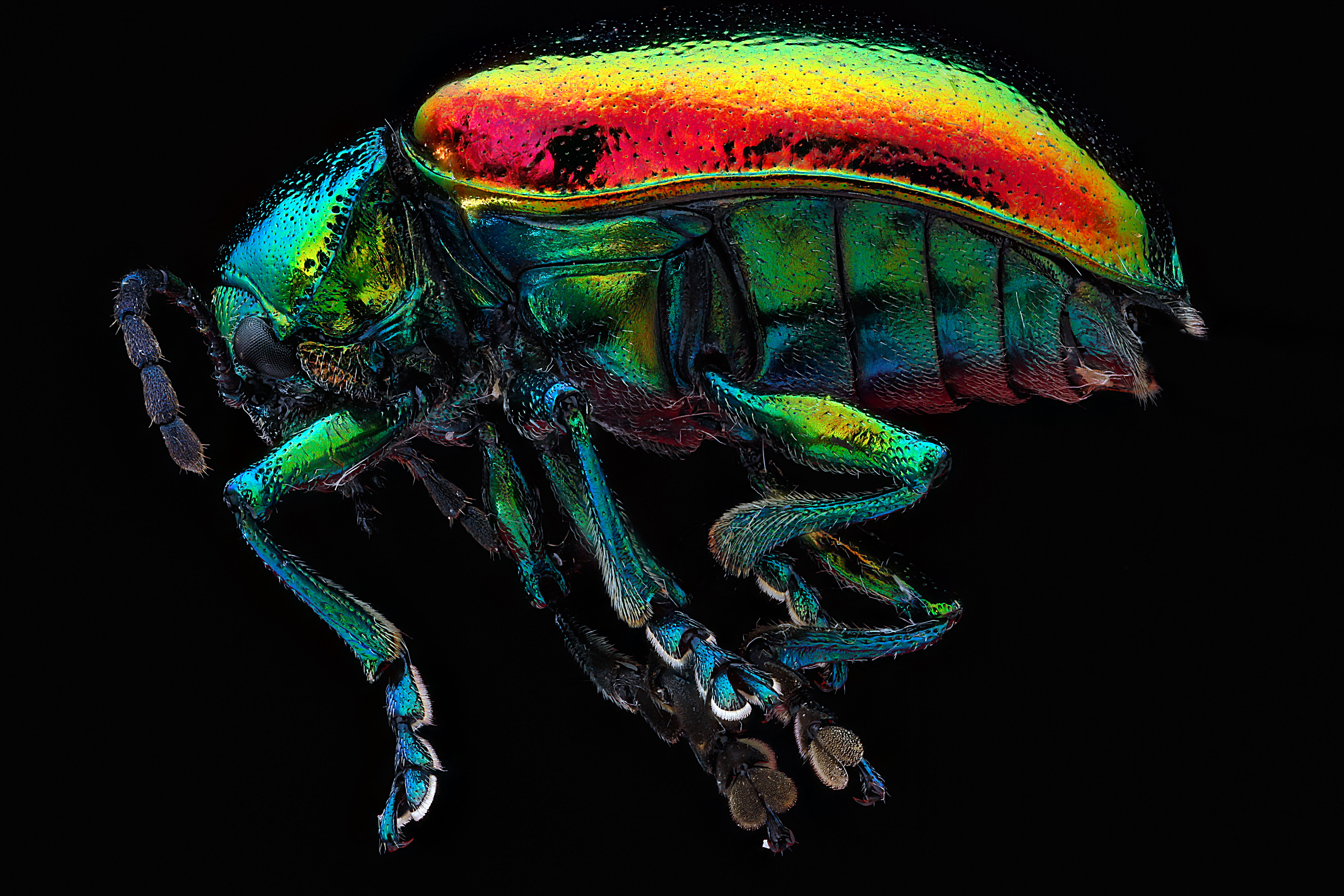 Descarga gratis la imagen Animales, Escarabajo en el escritorio de tu PC