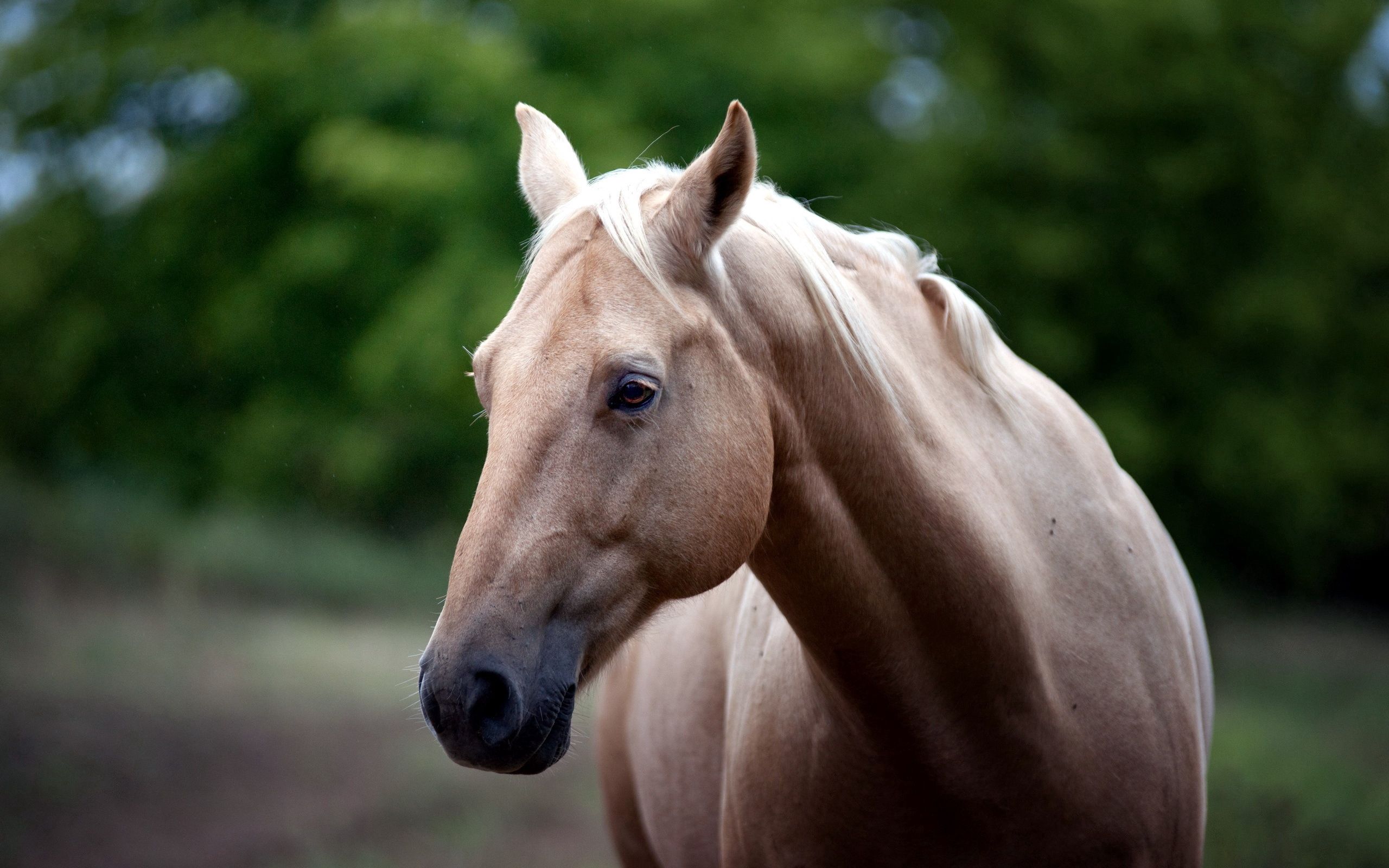 85372 скачать картинку лошадь, взгляд, животные, морда - обои и заставки бесплатно