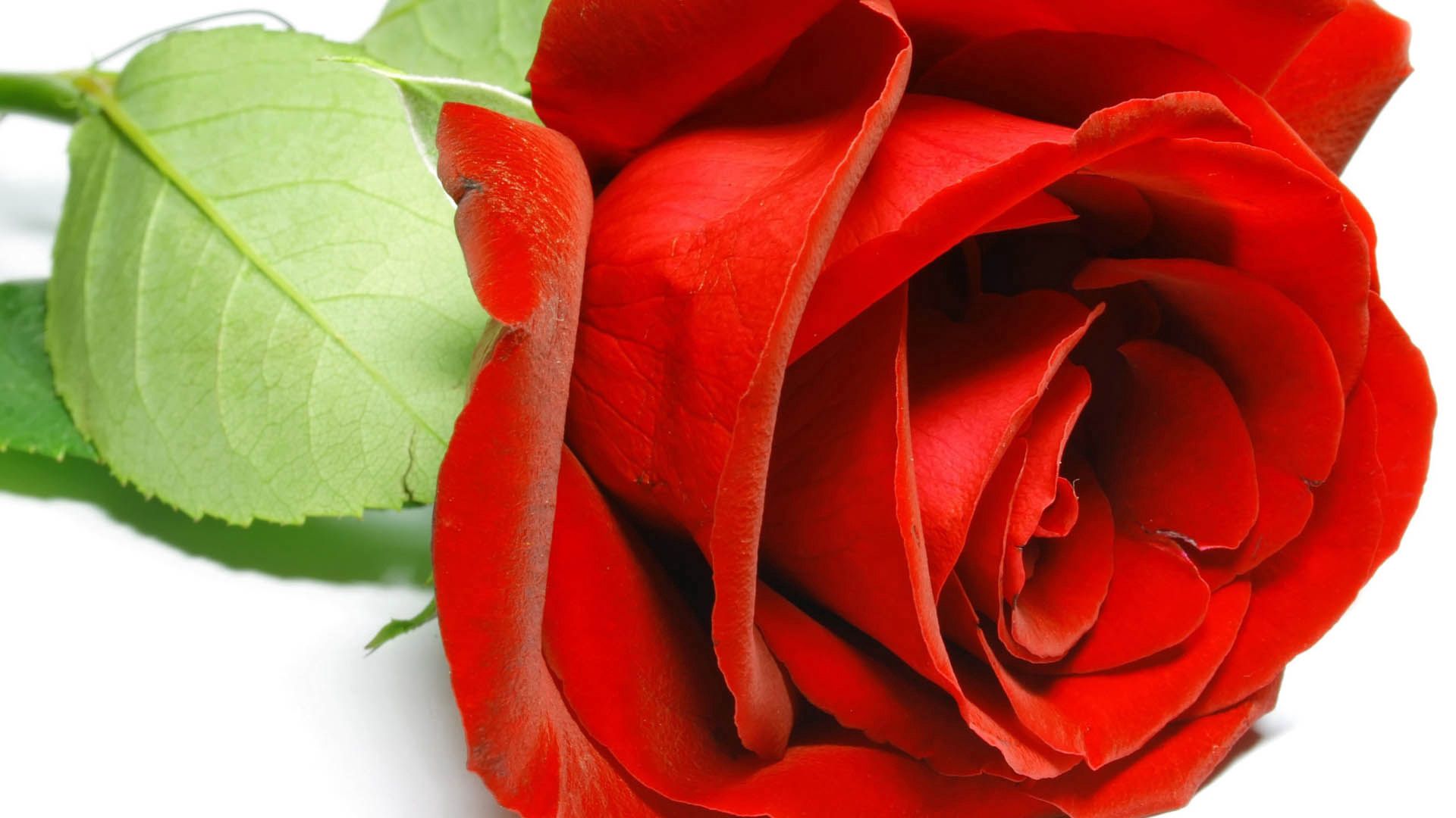 Téléchargez gratuitement l'image Pétales, Fleurs, Une Rose, Rose sur le bureau de votre PC