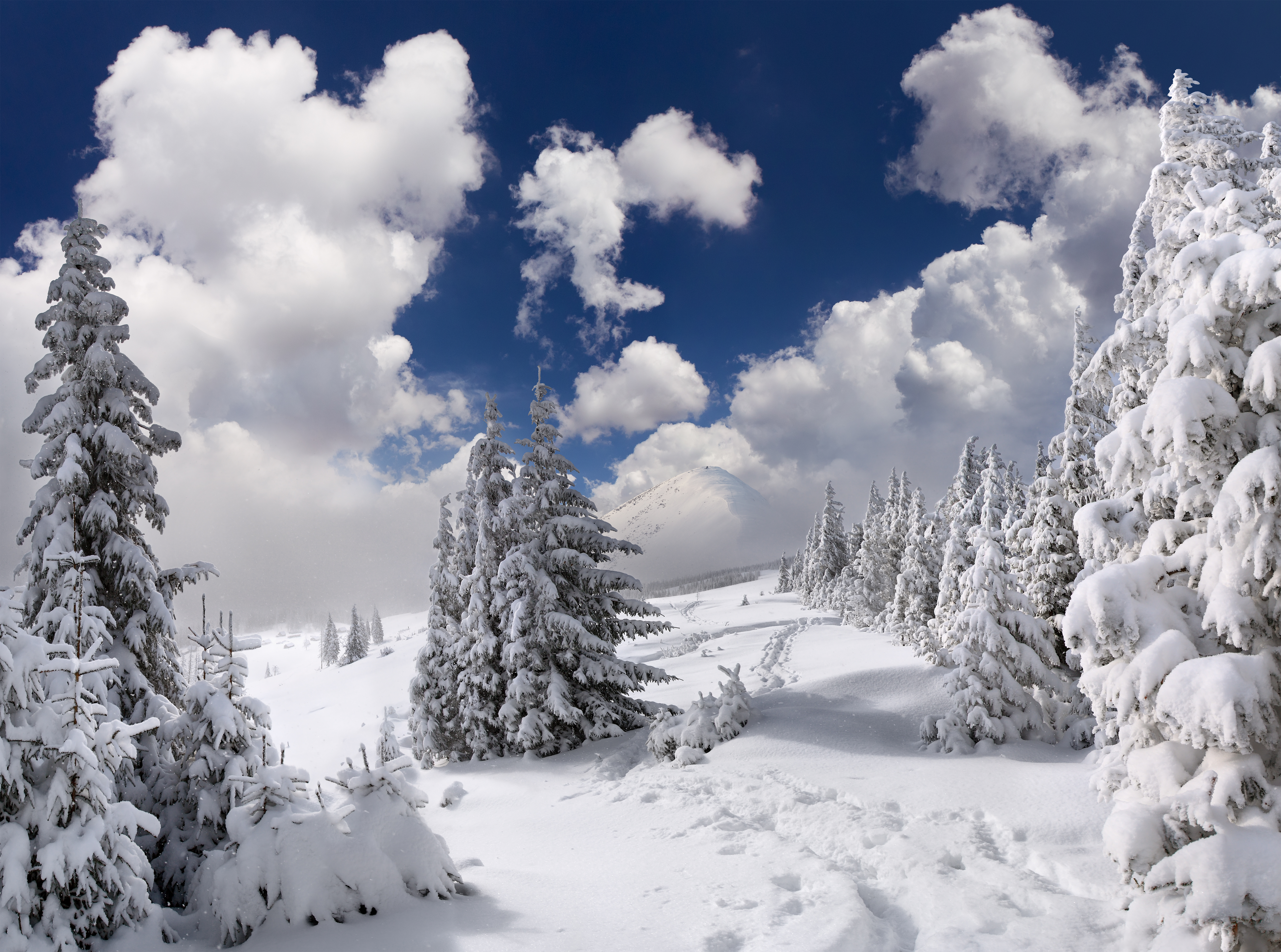 Скачать обои бесплатно Зима, Облака, Снег, Лес, Дерево, Земля/природа картинка на рабочий стол ПК