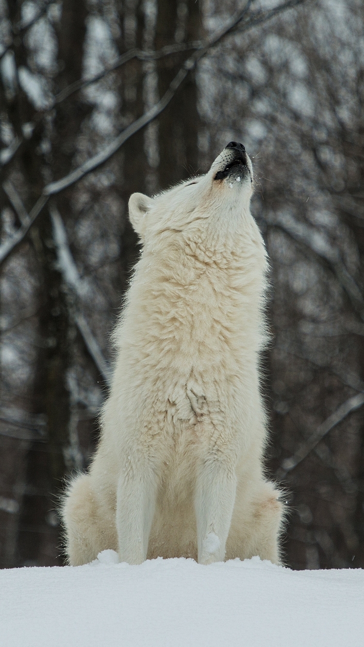 Download mobile wallpaper Wolf, Animal, Wolves for free.