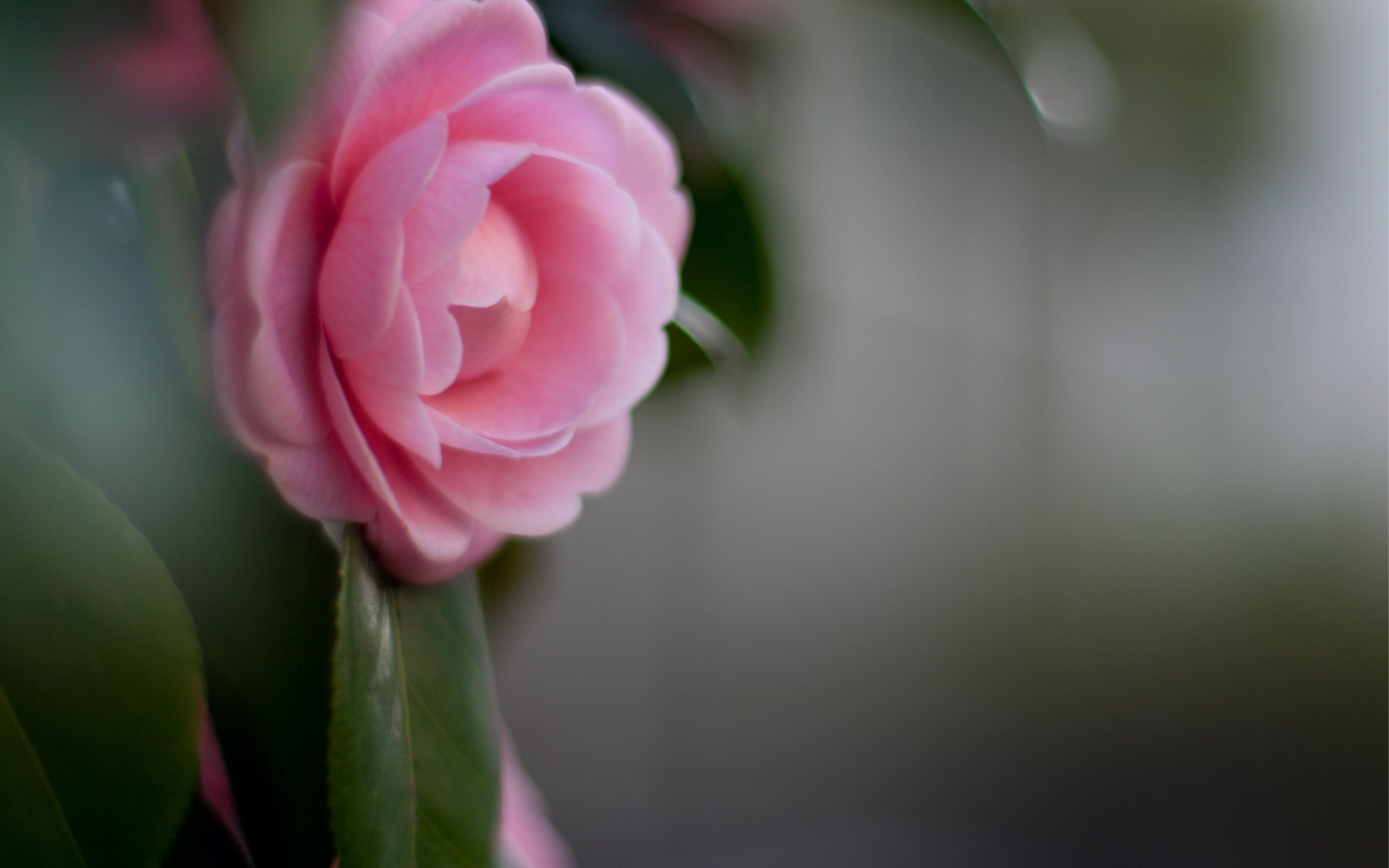 Baixe gratuitamente a imagem Flores, Rosa, Terra/natureza na área de trabalho do seu PC