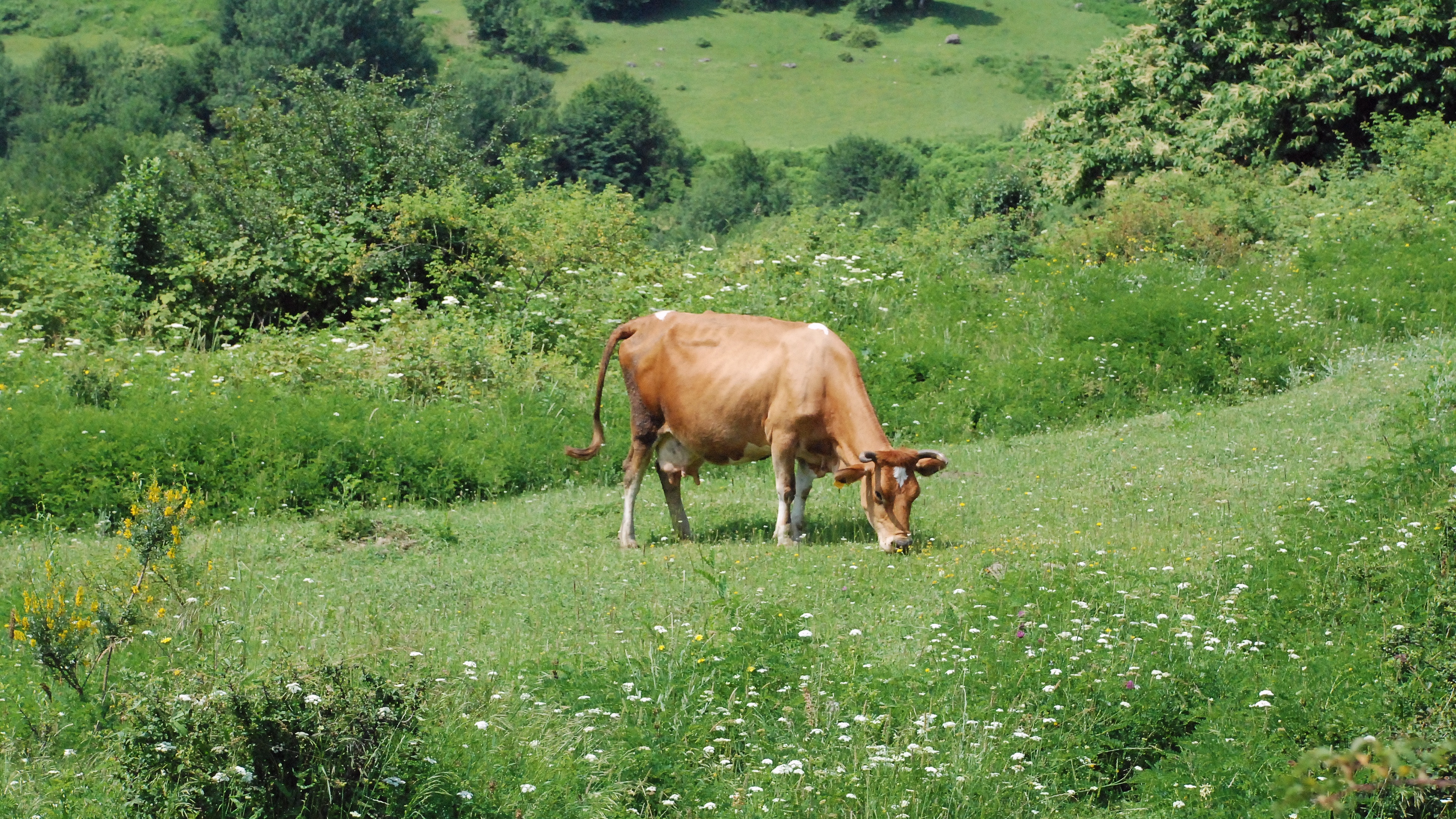 Handy-Wallpaper Tiere, Natur, Kuh kostenlos herunterladen.