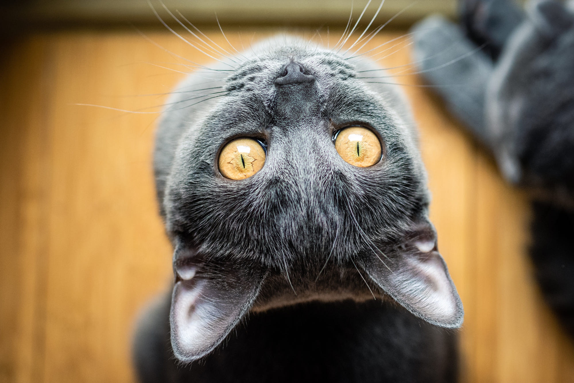 Téléchargez gratuitement l'image Animaux, Chats, Chat sur le bureau de votre PC