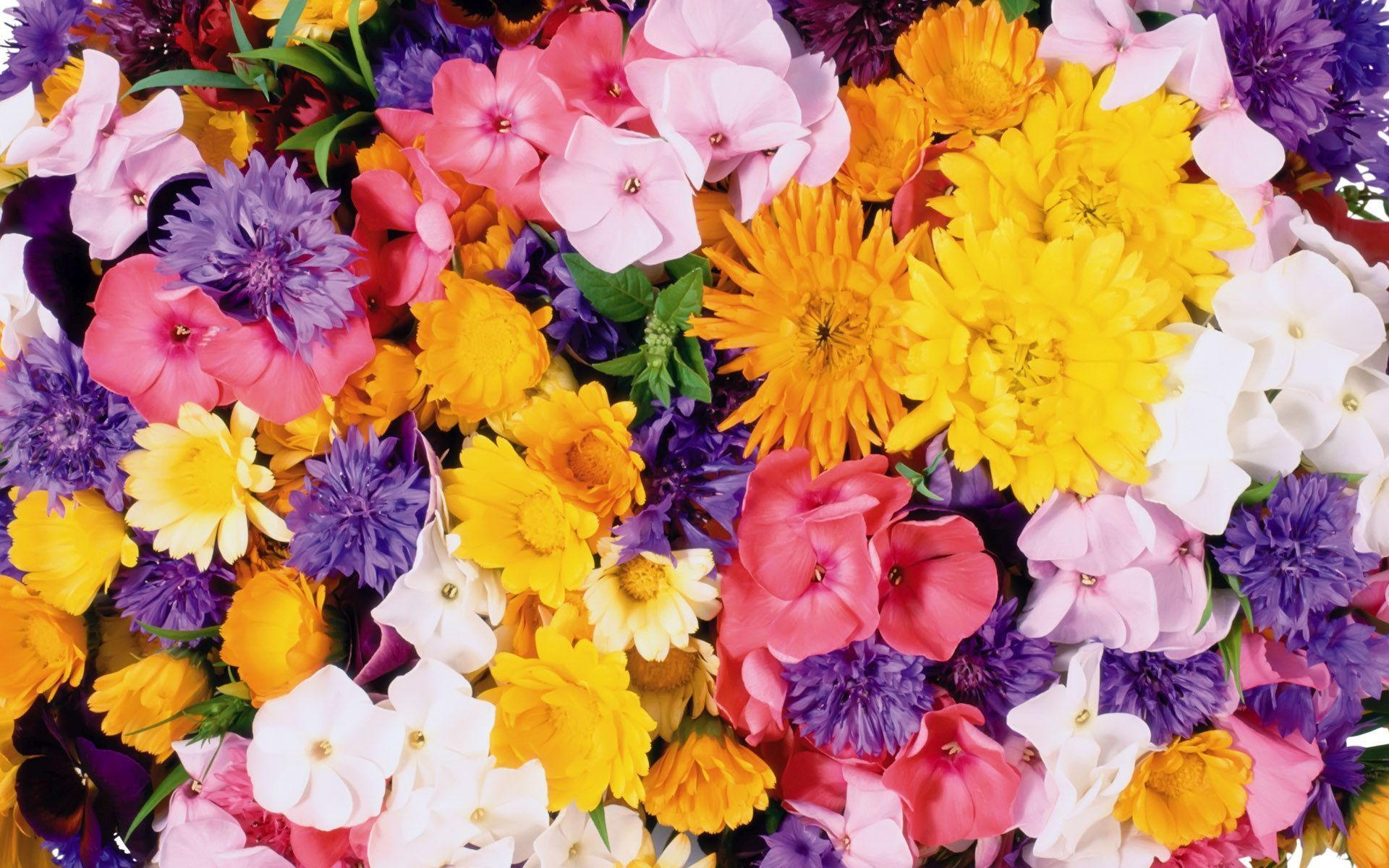 無料モバイル壁紙フラワーズ, 花, 地球, 色, カラフル, 黄色い花, 白い花, ピンクの花, 紫色の花をダウンロードします。