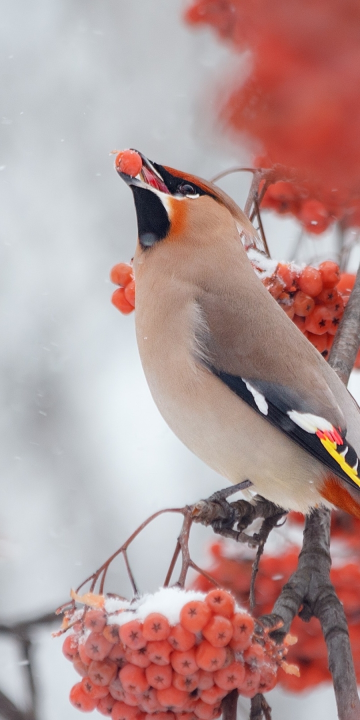 Download mobile wallpaper Winter, Birds, Bird, Berry, Animal, Waxwing for free.