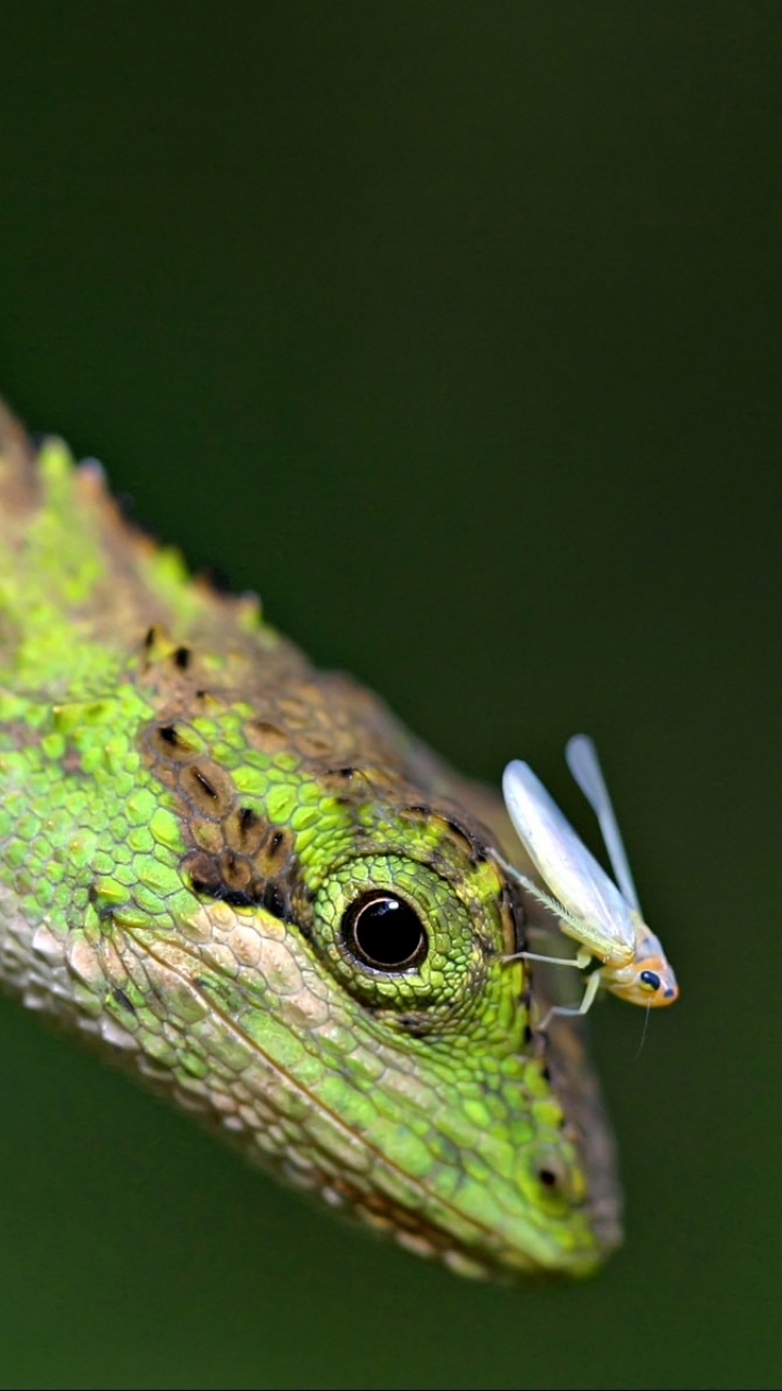 Handy-Wallpaper Tiere, Eidechse, Reptilien kostenlos herunterladen.