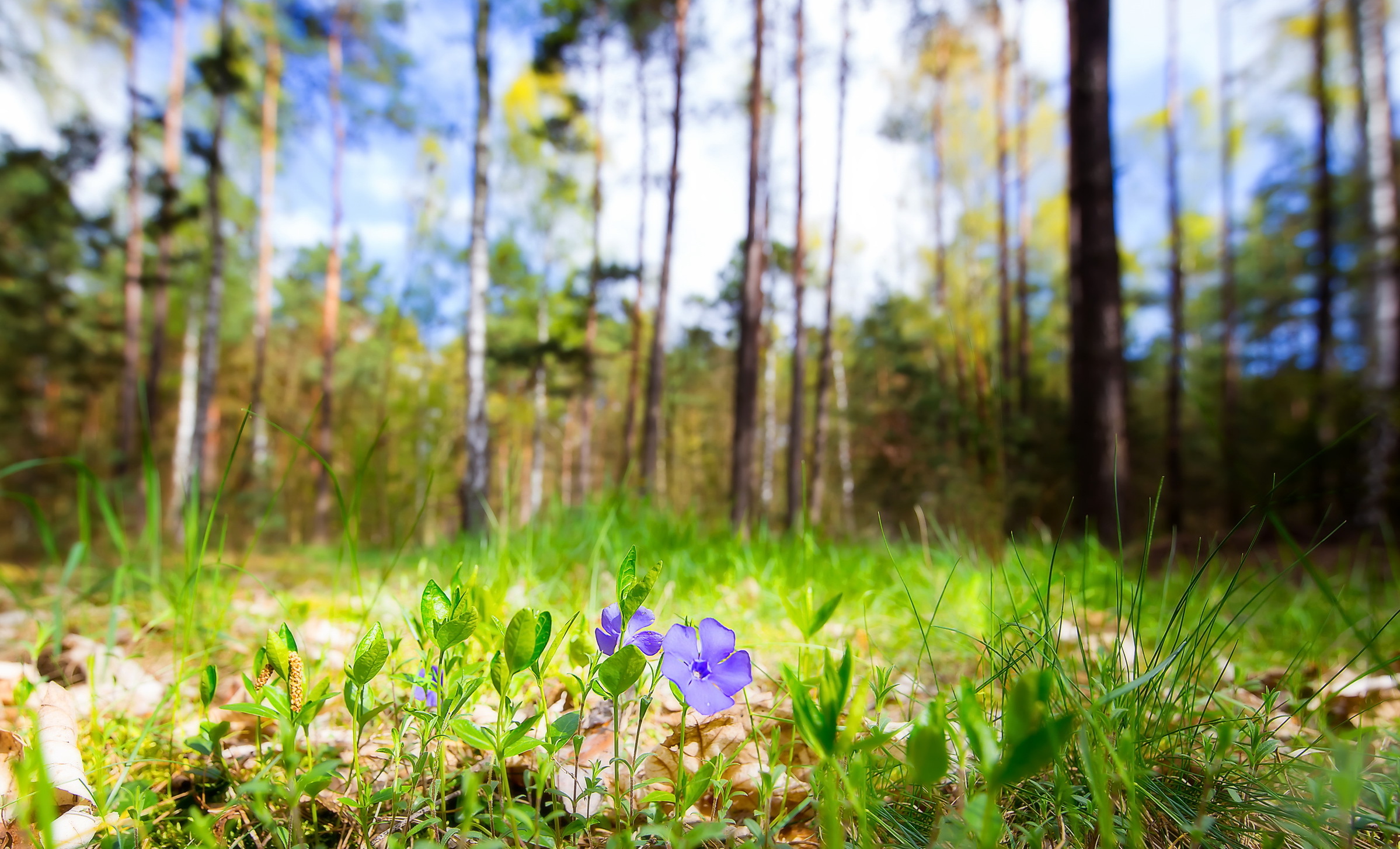 Téléchargez gratuitement l'image Fleurs, Été, Fleur, Fleur Mauve, La Nature, Terre/nature sur le bureau de votre PC