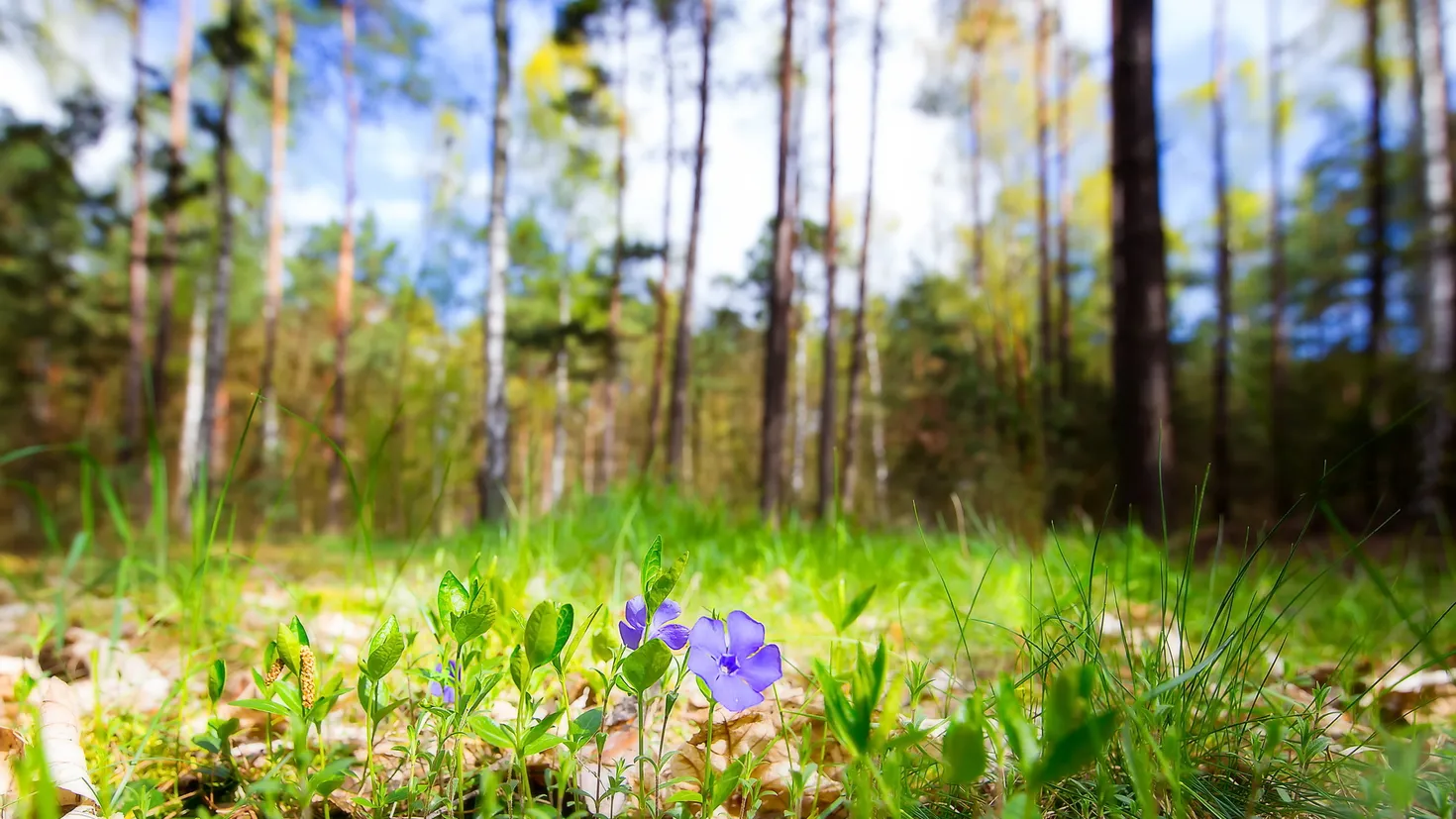 Desktop wallpaper: Summer, Earth, Flower, Nature, Purple Flower ...