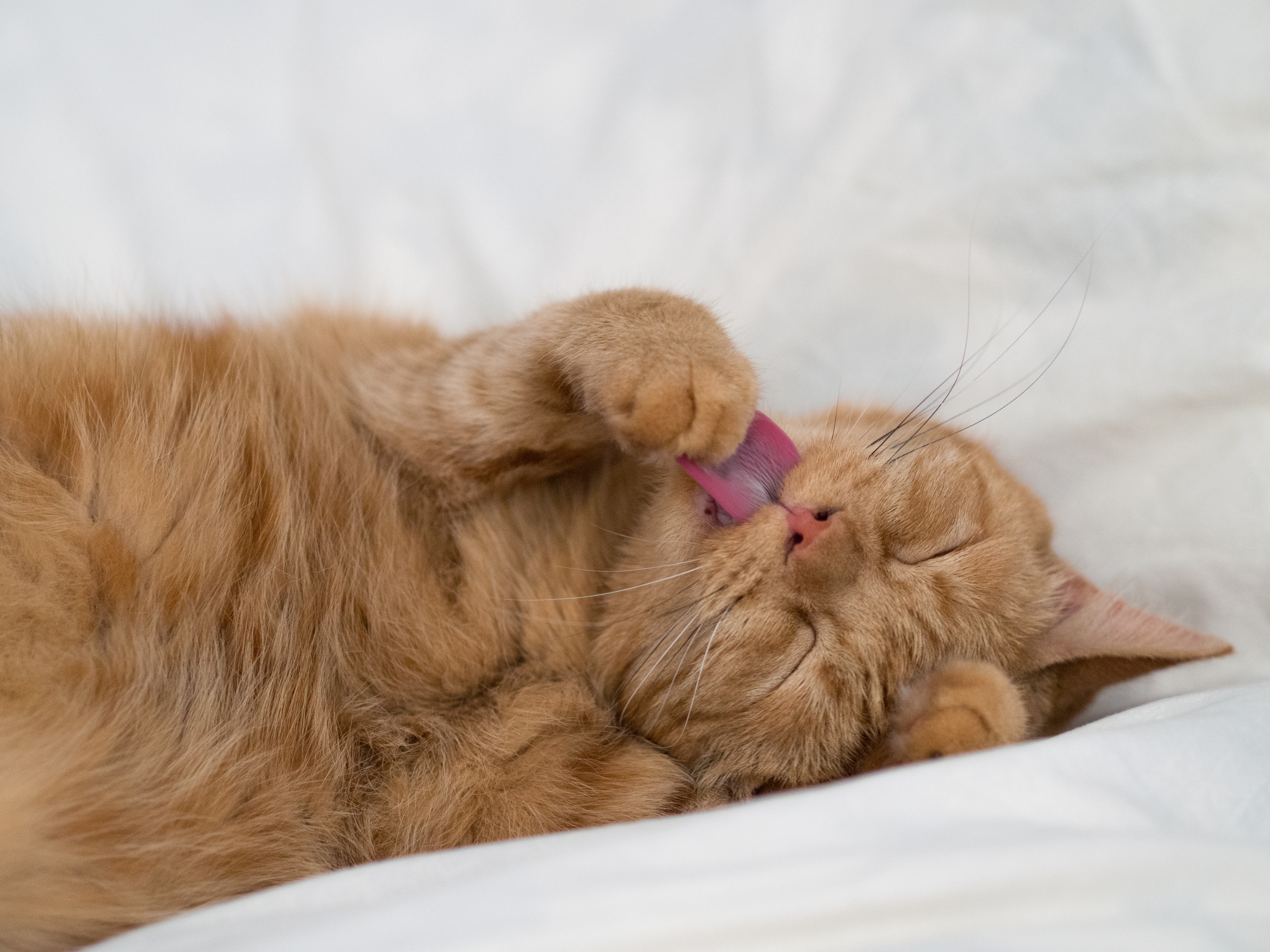 Free download wallpaper Protruding Tongue, Tongue Stuck Out, Paw, Animals, Cat, Funny on your PC desktop