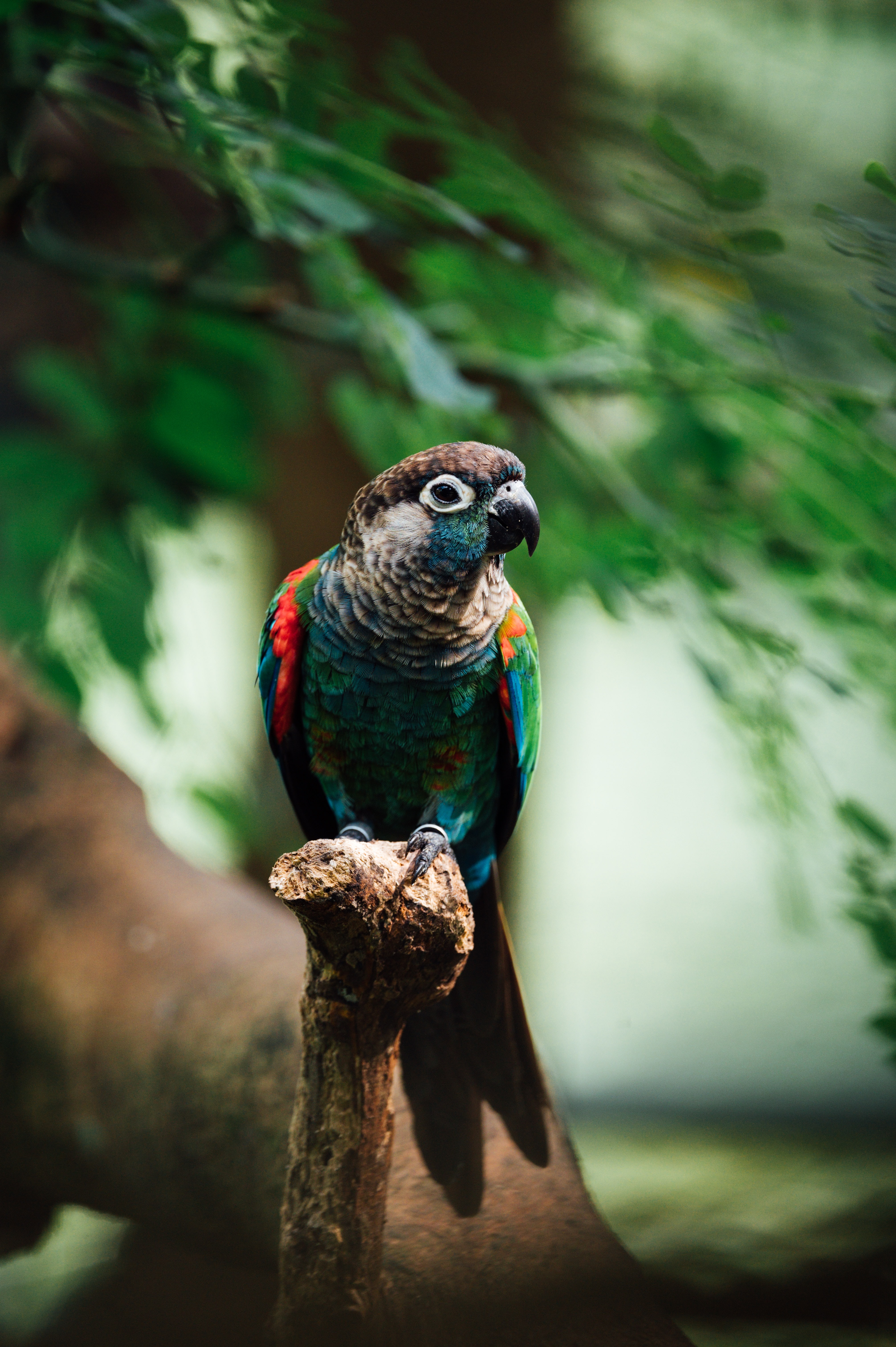 Download mobile wallpaper Animals, Branch, Motley, Multicolored, Bird, Parrots for free.