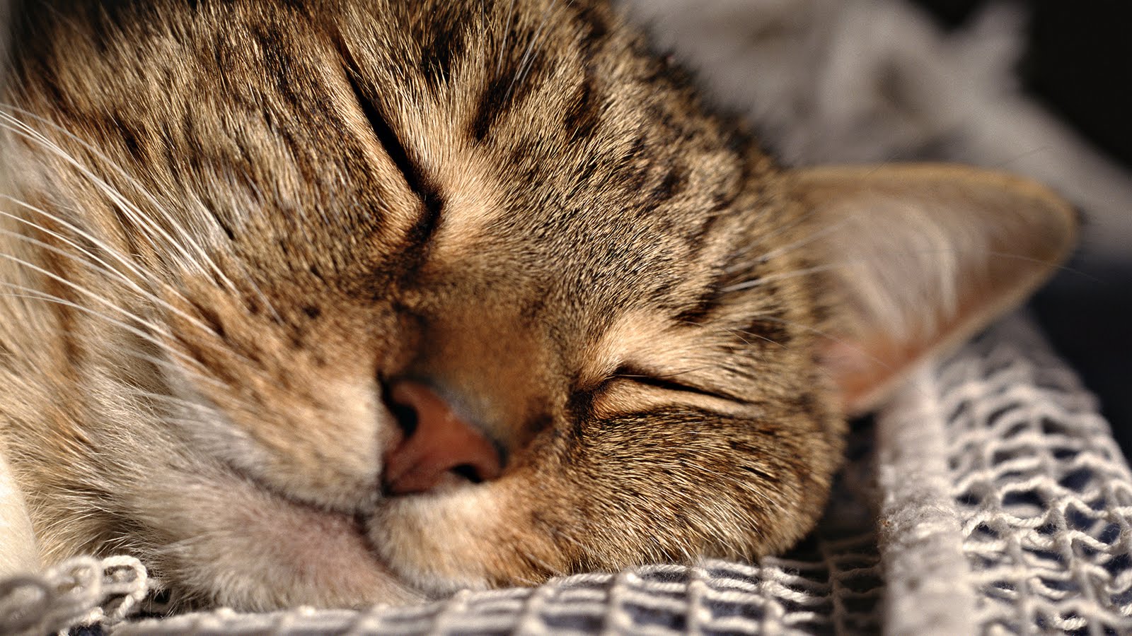 Baixe gratuitamente a imagem Animais, Gatos, Gato na área de trabalho do seu PC