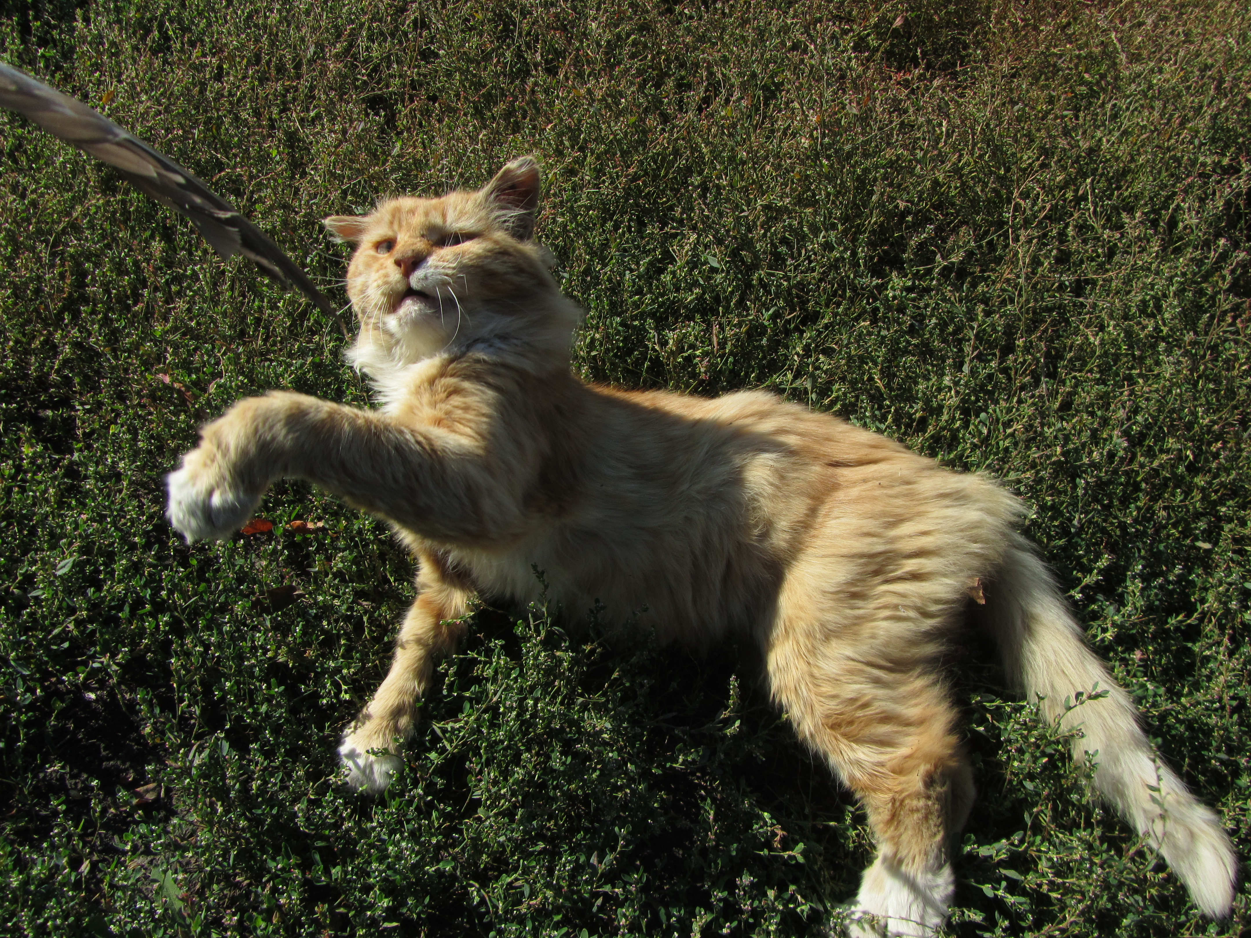 Handy-Wallpaper Tiere, Katze kostenlos herunterladen.