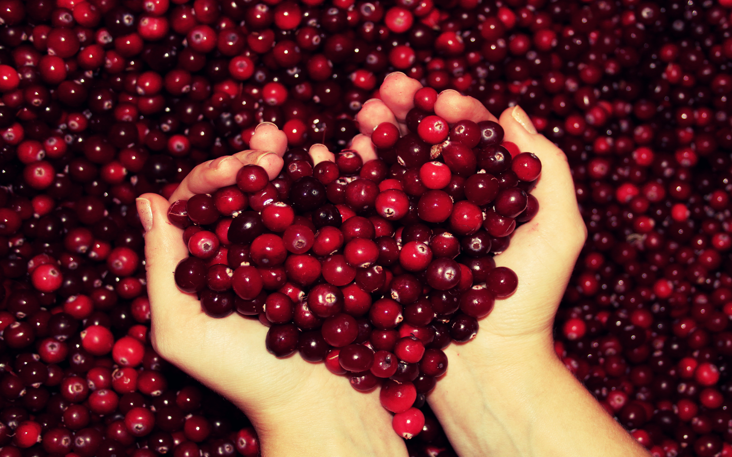 Download mobile wallpaper Berry, Photography, Love for free.