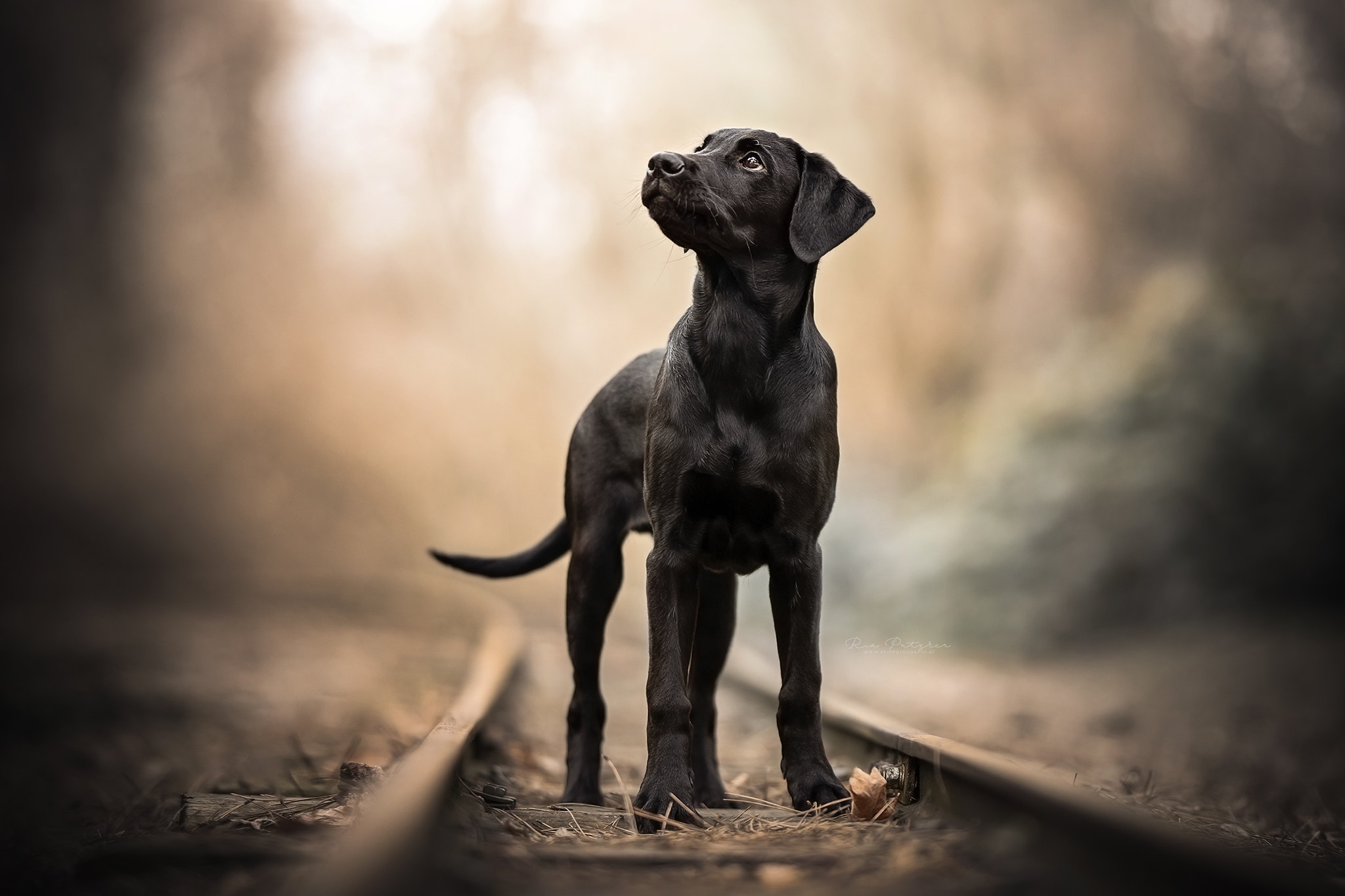Download mobile wallpaper Dogs, Dog, Animal, Puppy, Labrador, Baby Animal, Depth Of Field for free.