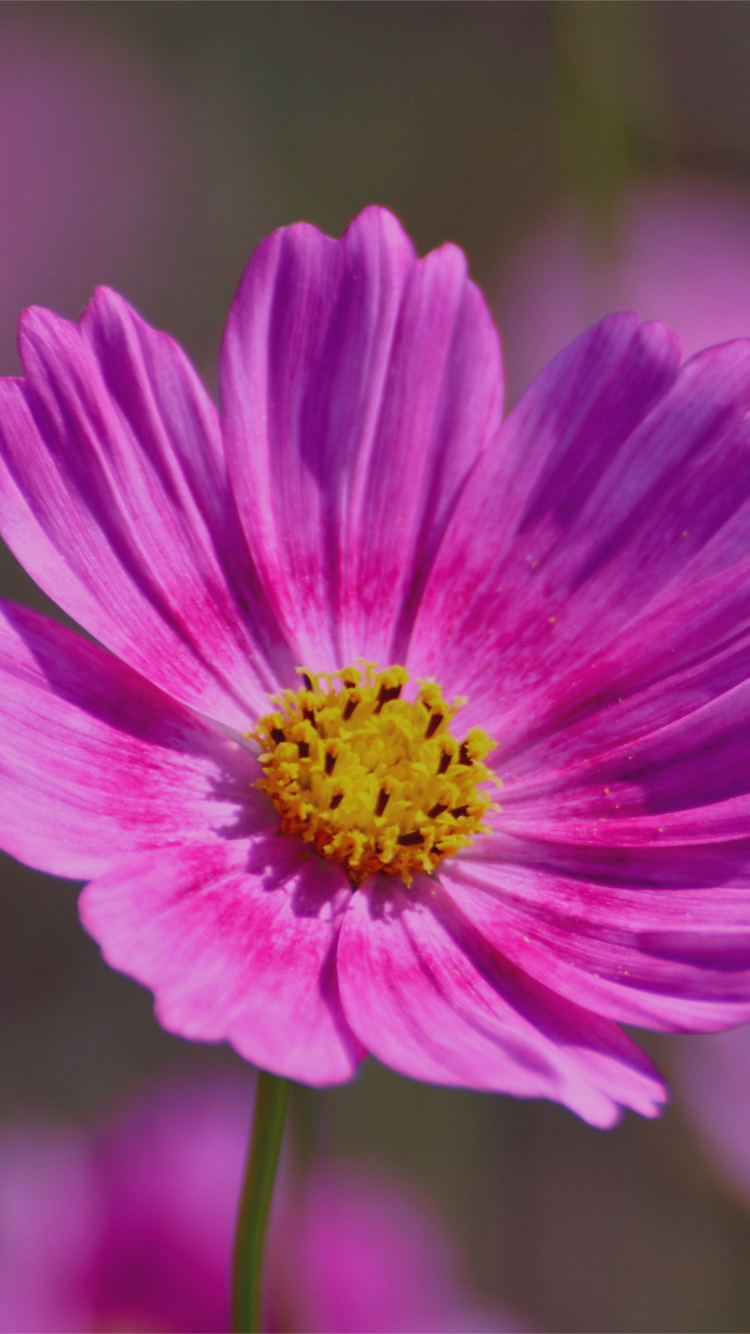 Descarga gratuita de fondo de pantalla para móvil de Flores, Flor, Tierra/naturaleza.