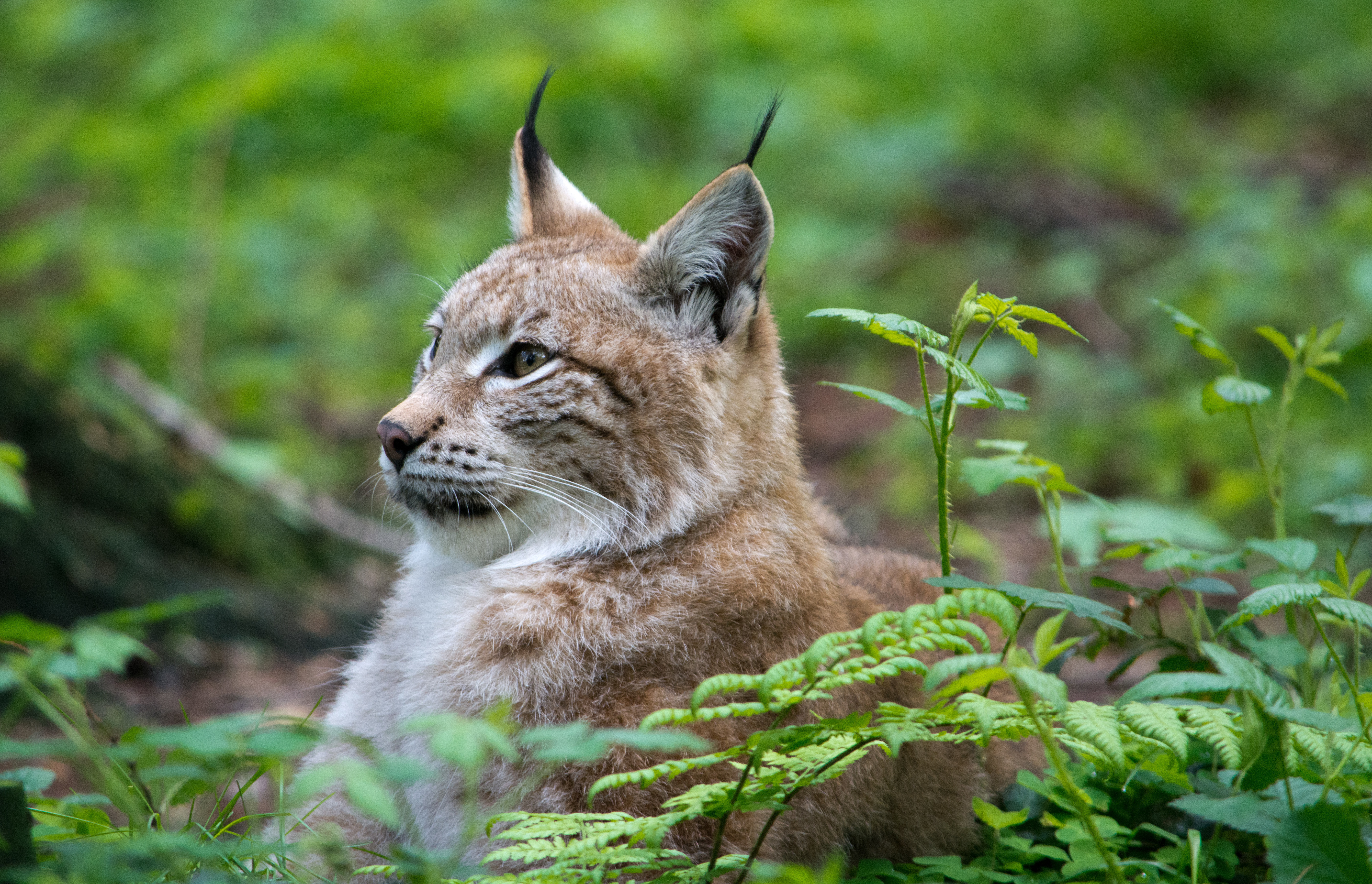 Téléchargez des papiers peints mobile Animaux, Chats, Lynx gratuitement.