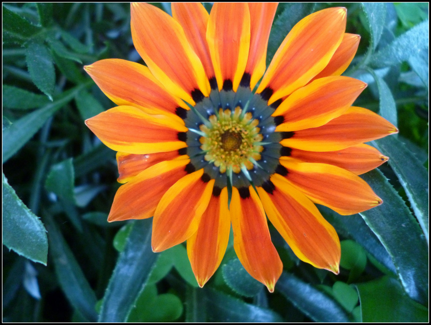 Baixe gratuitamente a imagem Flores, Flor, Terra/natureza na área de trabalho do seu PC