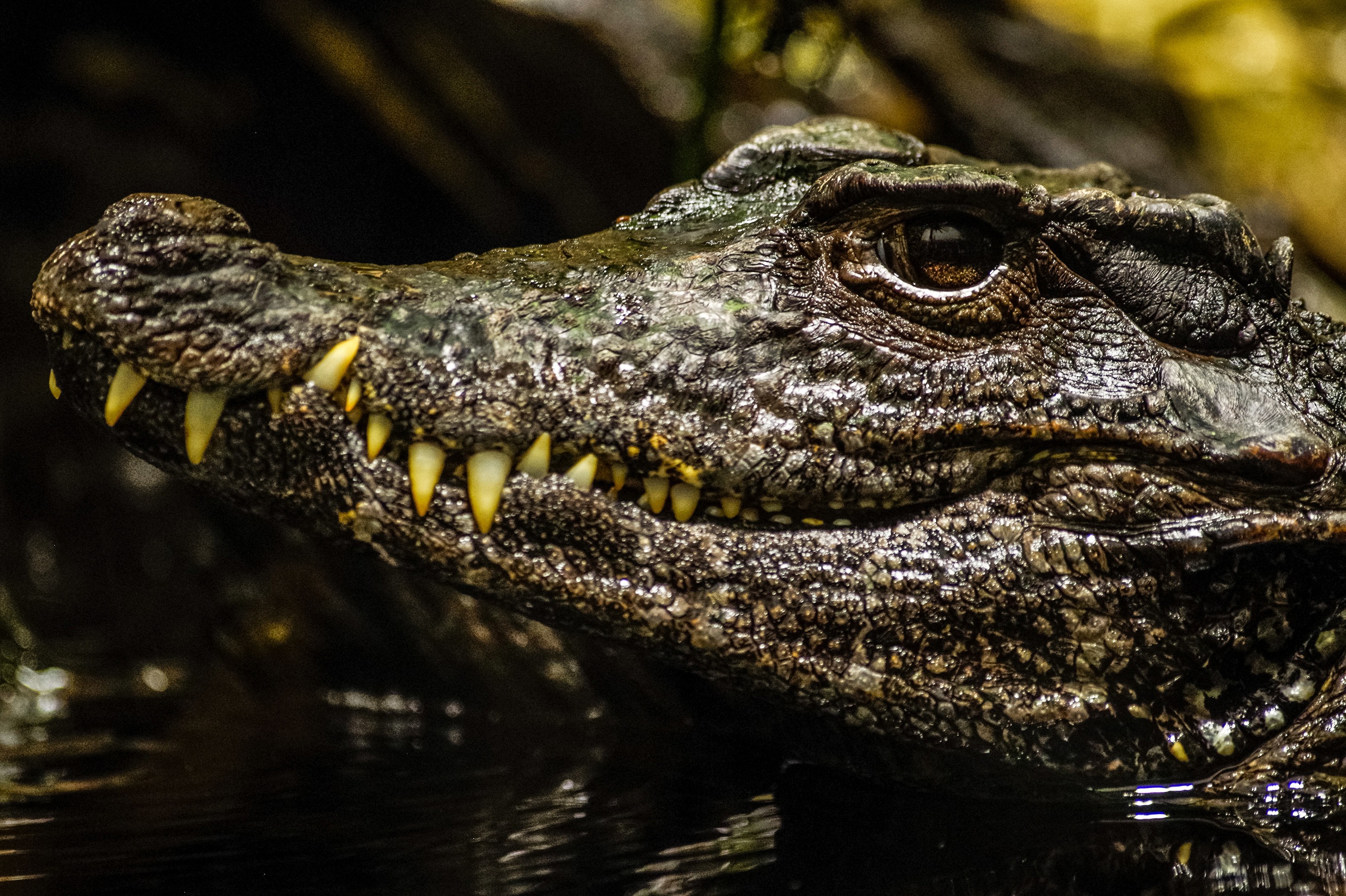 Téléchargez gratuitement l'image Animaux, Museau, Reptiles, Crocodile sur le bureau de votre PC