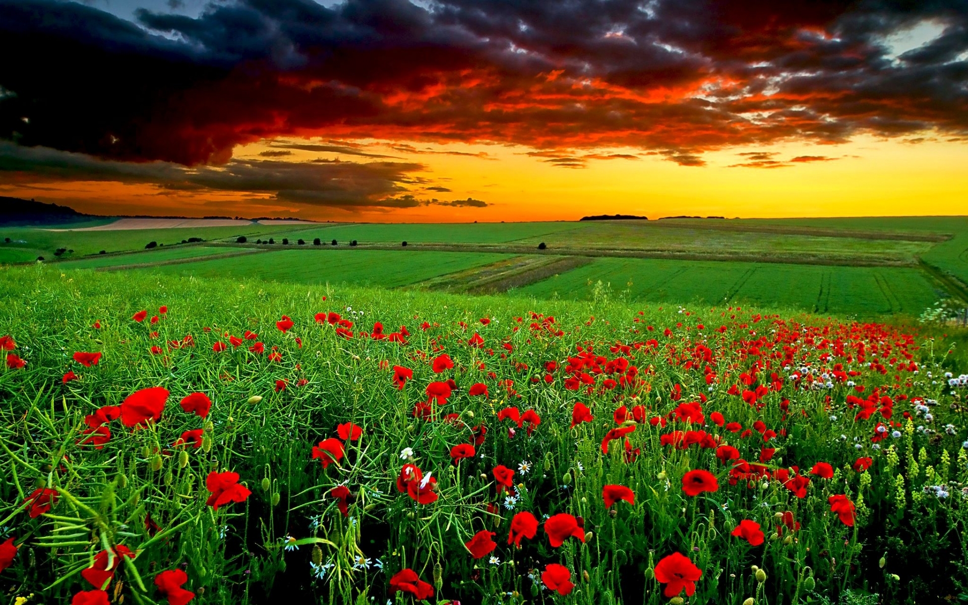 Laden Sie das Blumen, Sunset, Landschaft, Natur, Felder-Bild kostenlos auf Ihren PC-Desktop herunter