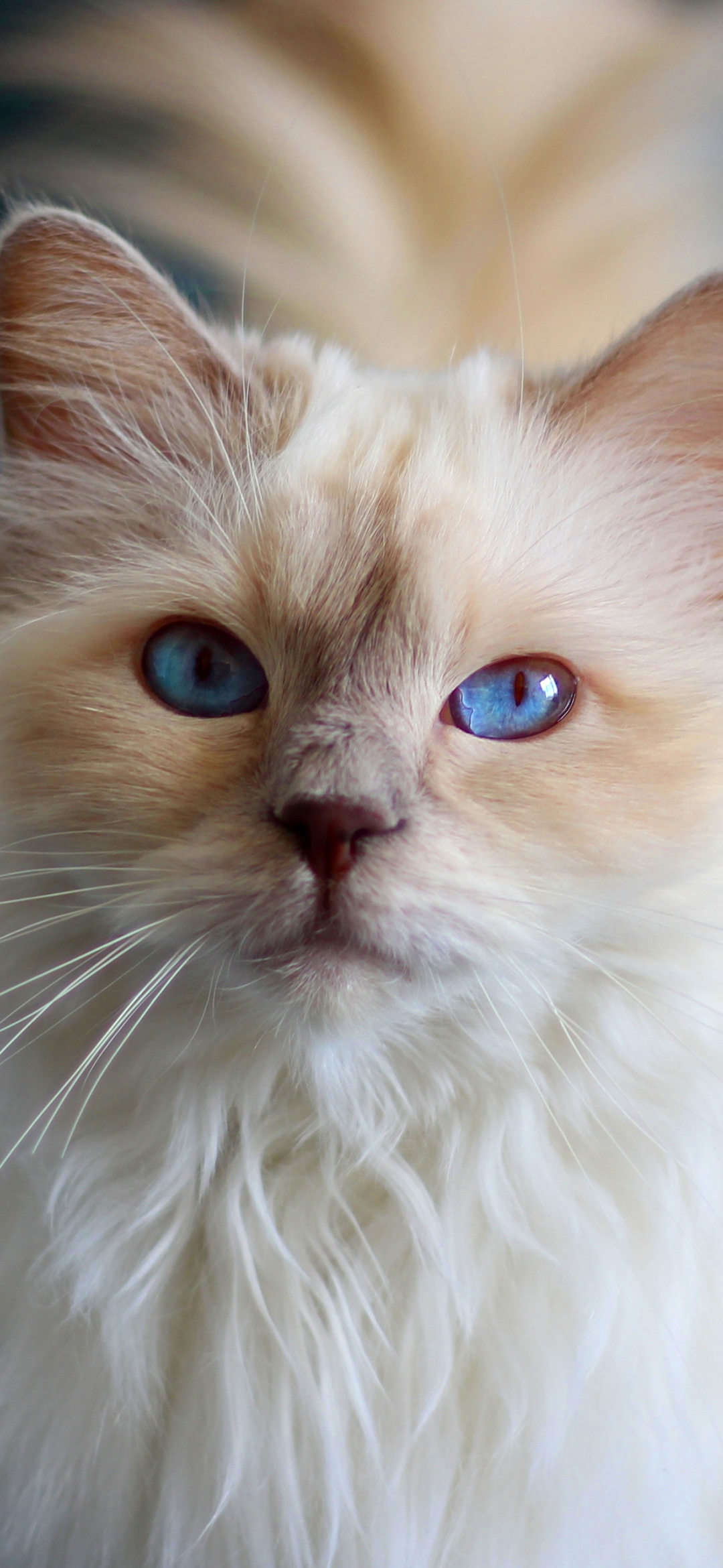 Descarga gratuita de fondo de pantalla para móvil de Animales, Gatos, Gato, Muñeca De Trapo.