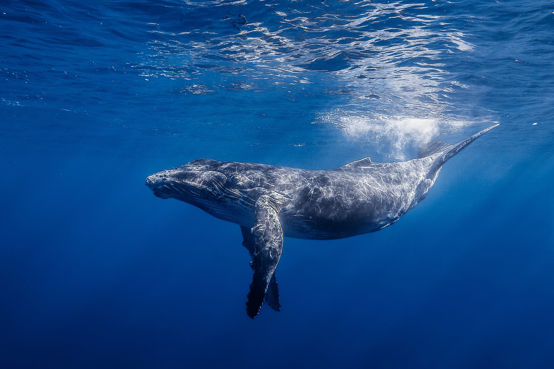 humpback whale, animals, water, shine, light, ocean, gorbach, long armed minke, long armed stripe