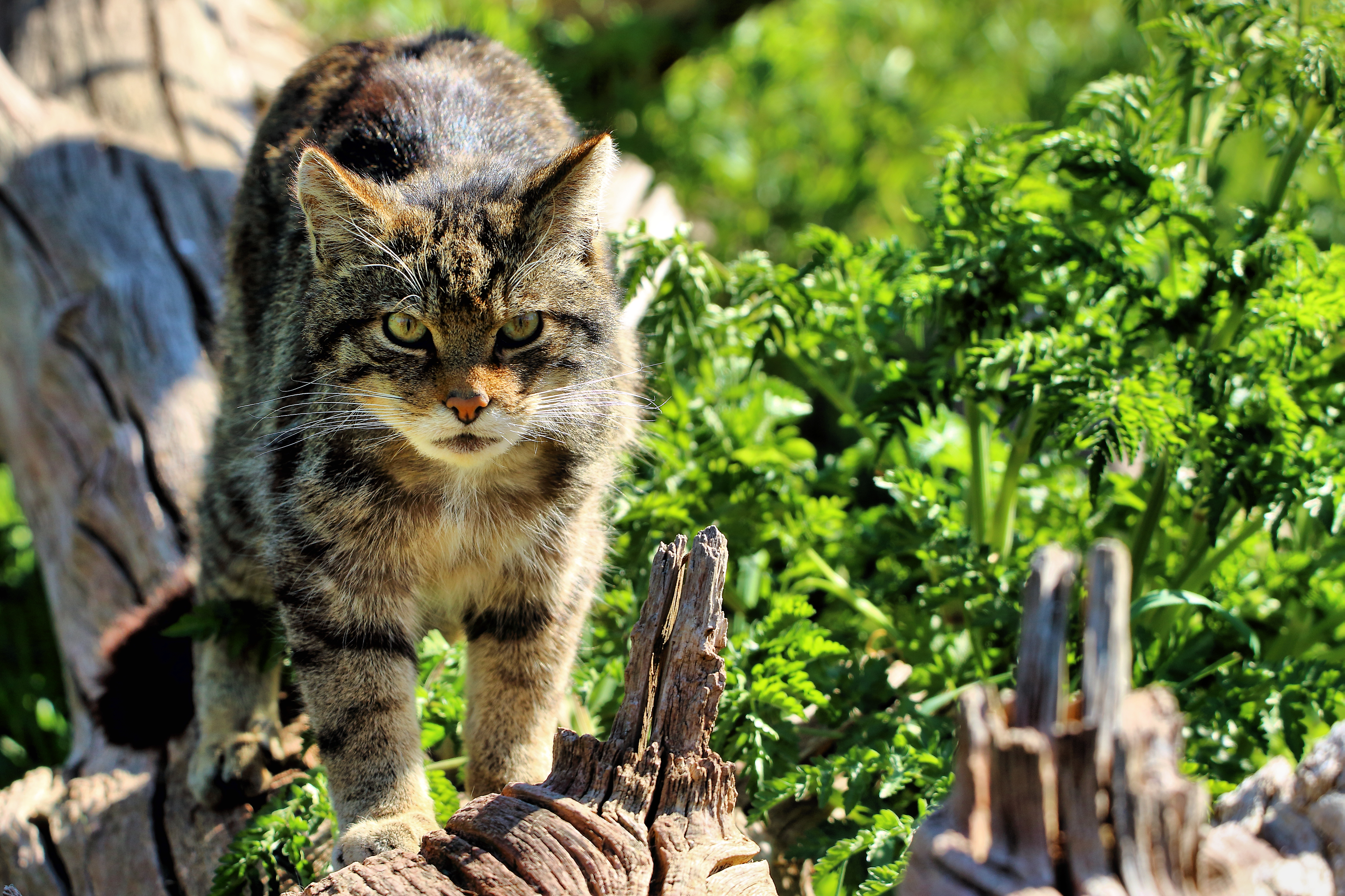 Descarga gratuita de fondo de pantalla para móvil de Animales, Gatos, Gato.