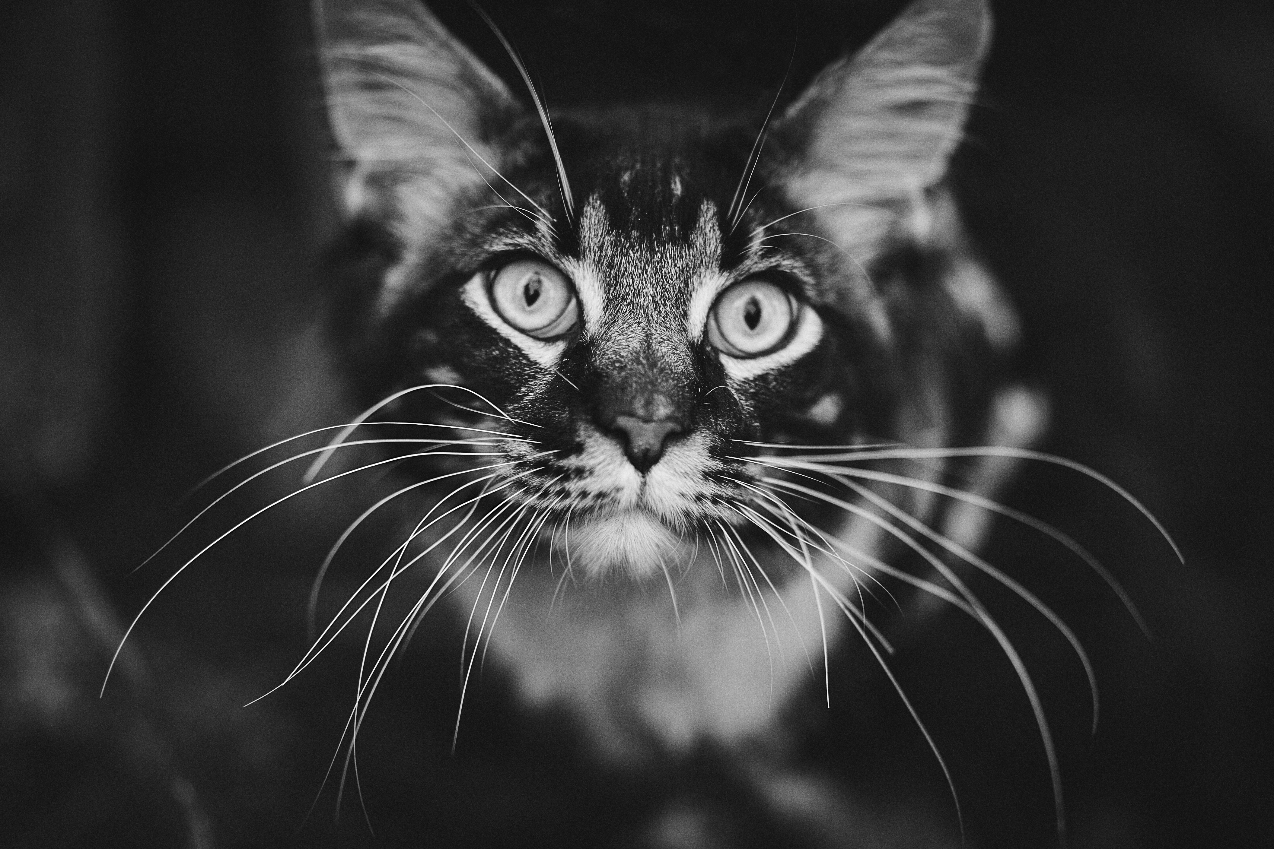 Laden Sie das Tiere, Katzen, Katze, Schwarz Weiß, Starren-Bild kostenlos auf Ihren PC-Desktop herunter