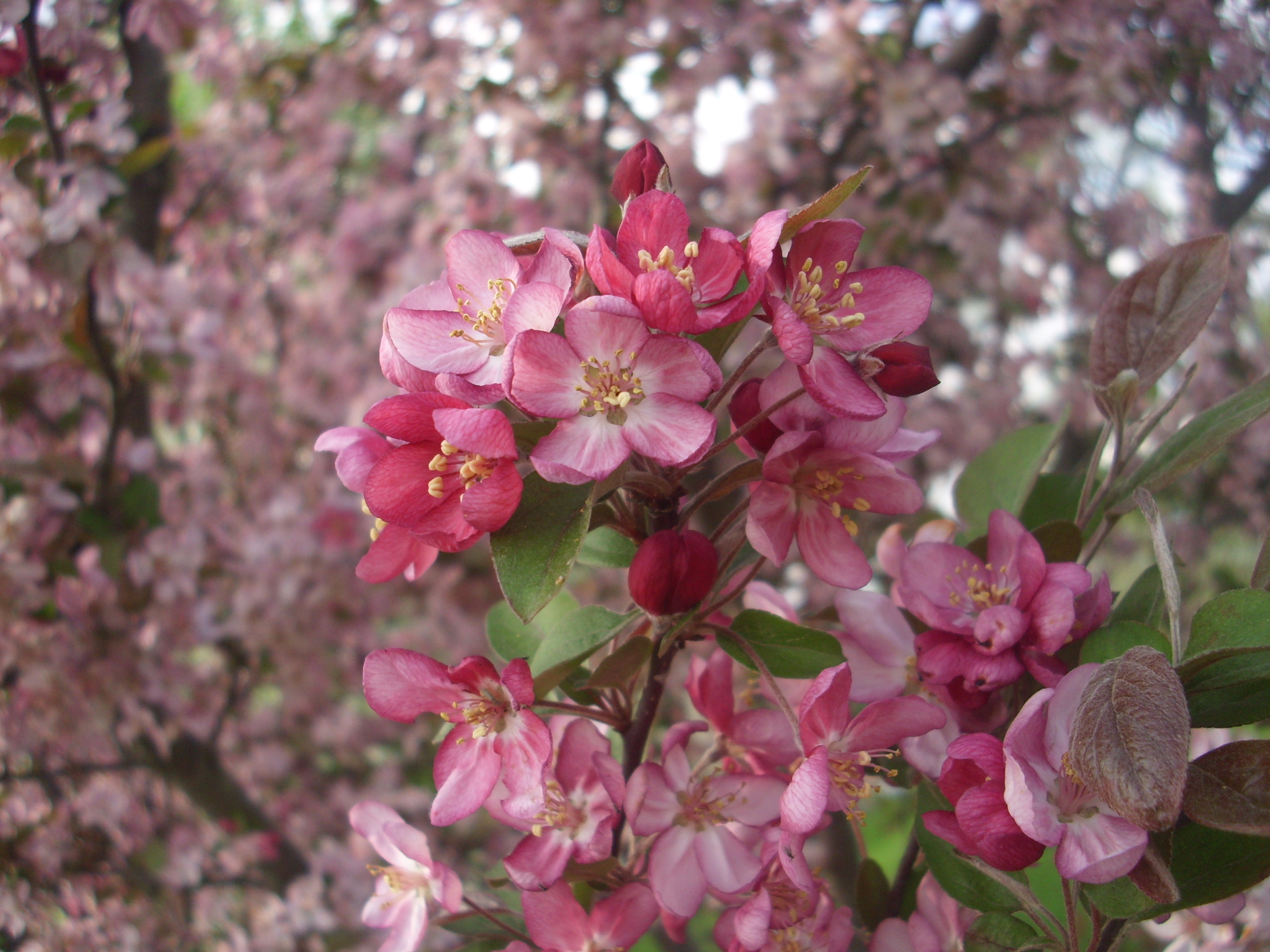 Free download wallpaper Flowers, Pink, Flower, Earth on your PC desktop