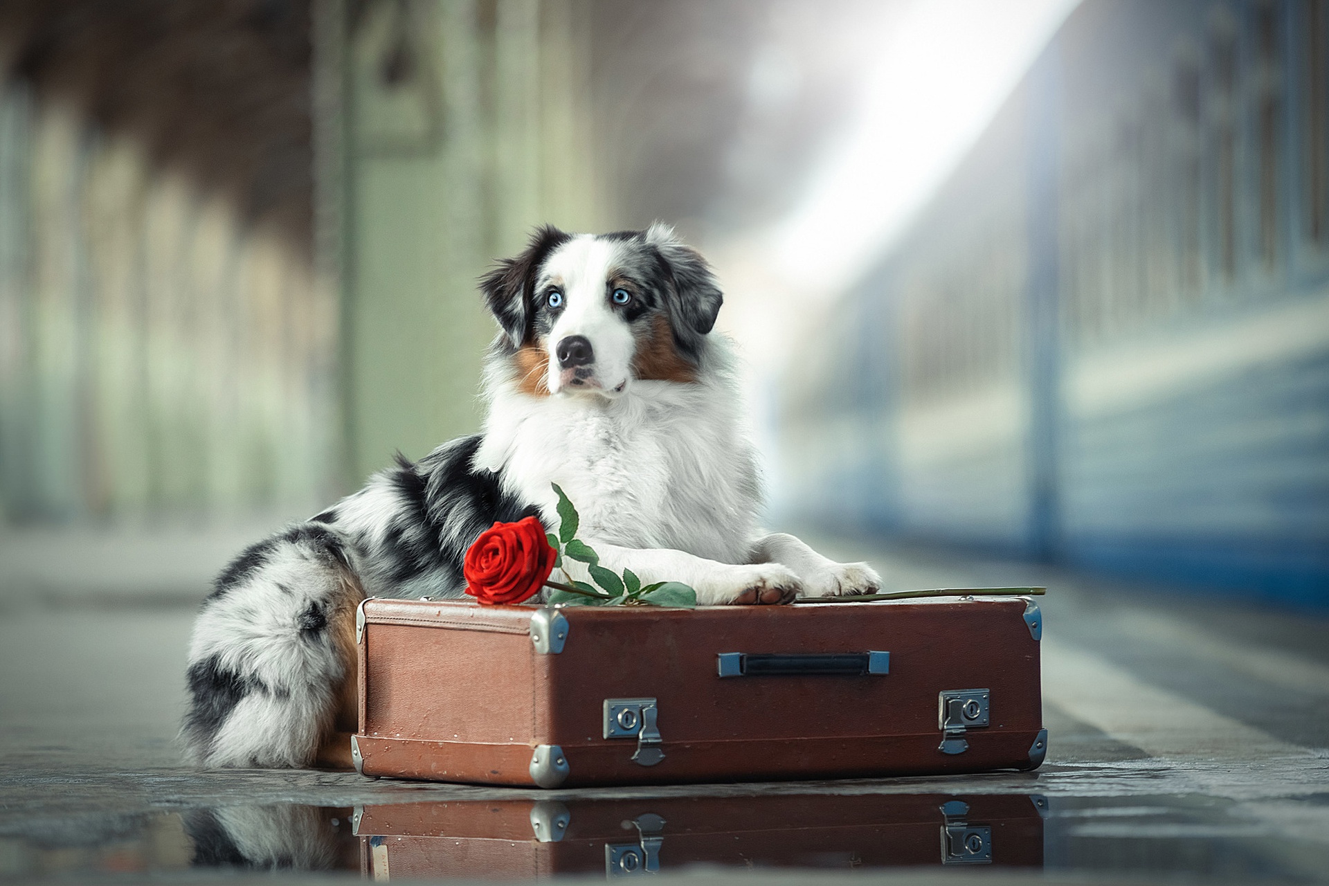 Download mobile wallpaper Dogs, Dog, Animal, Australian Shepherd, Suitcase, Depth Of Field for free.