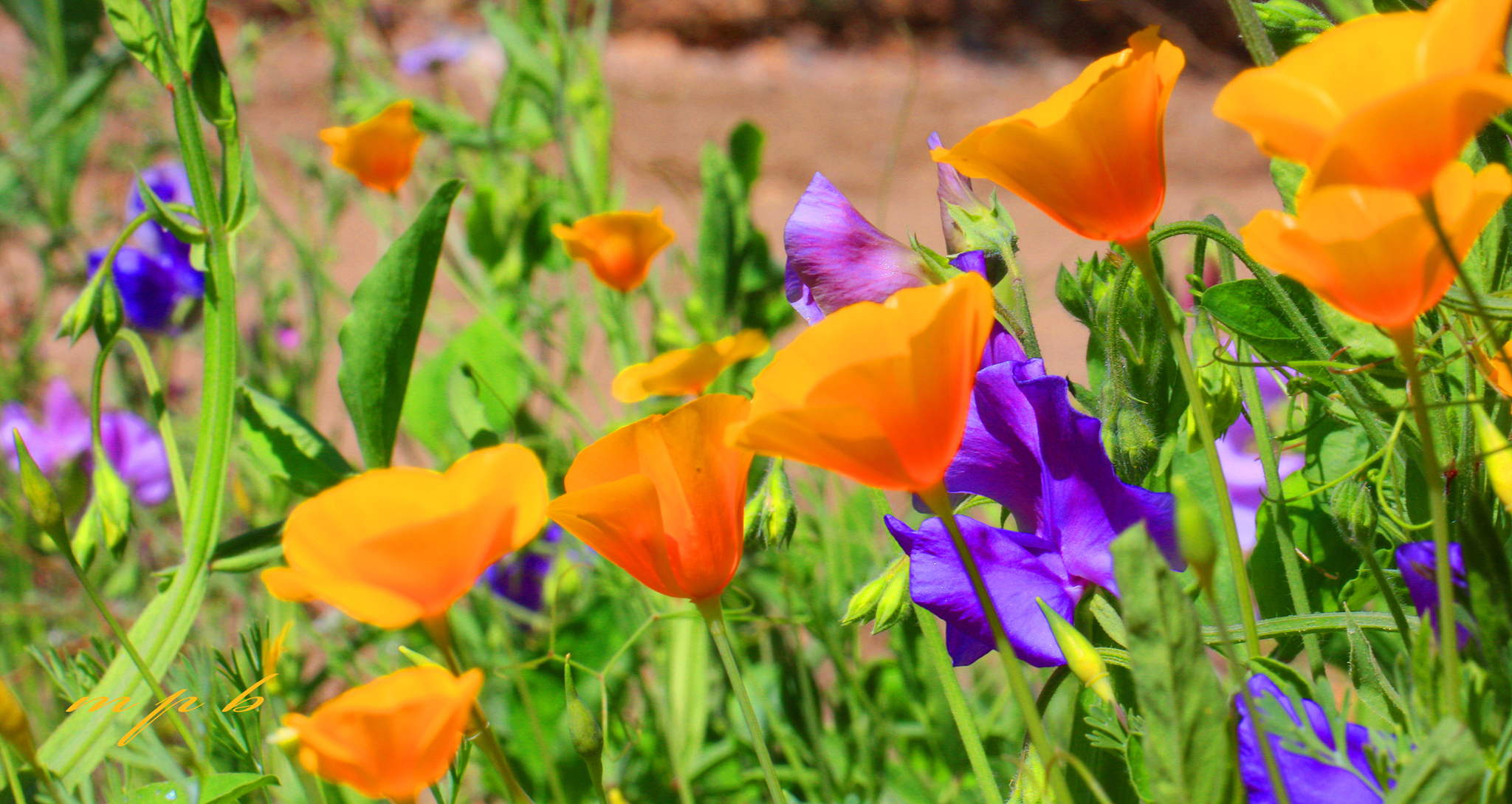 Laden Sie das Natur, Blumen, Mohn, Sommer, Blume, Lila Blume, Erde/natur, Orangene Blume-Bild kostenlos auf Ihren PC-Desktop herunter