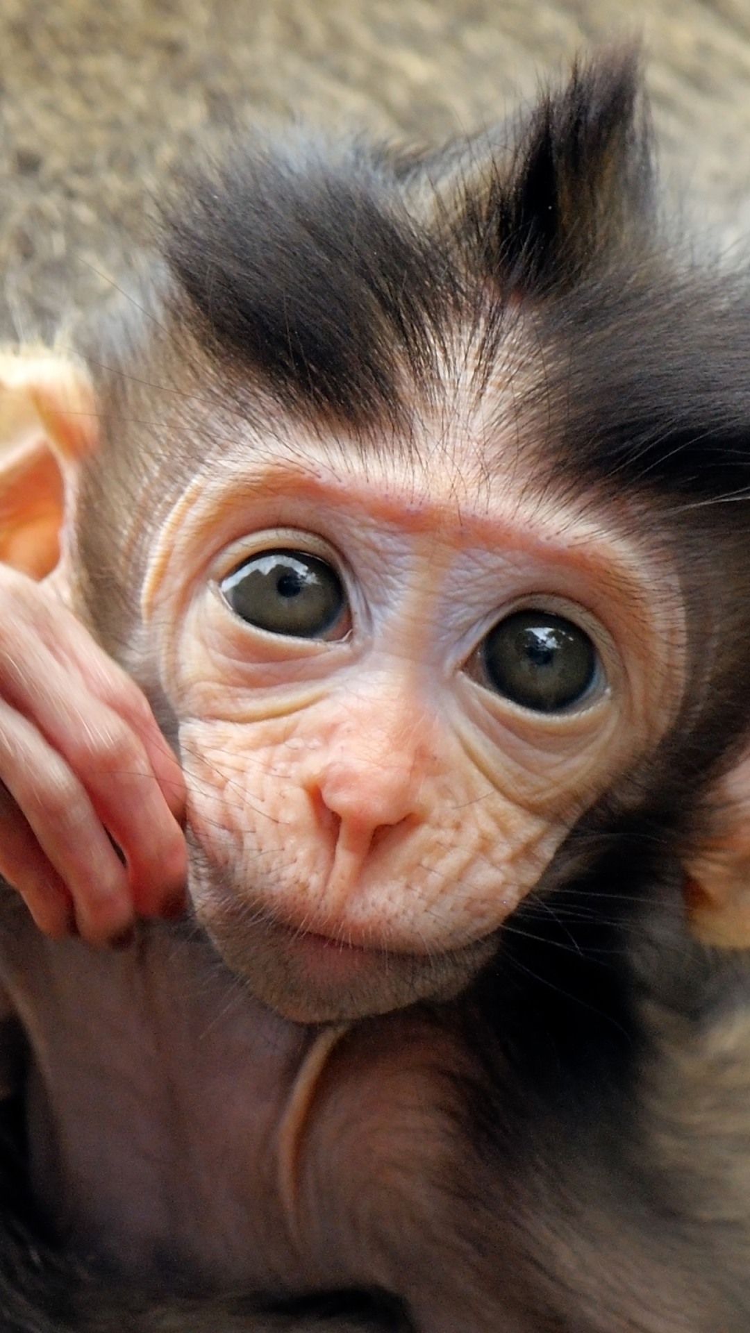 Download mobile wallpaper Monkeys, Close Up, Monkey, Animal for free.