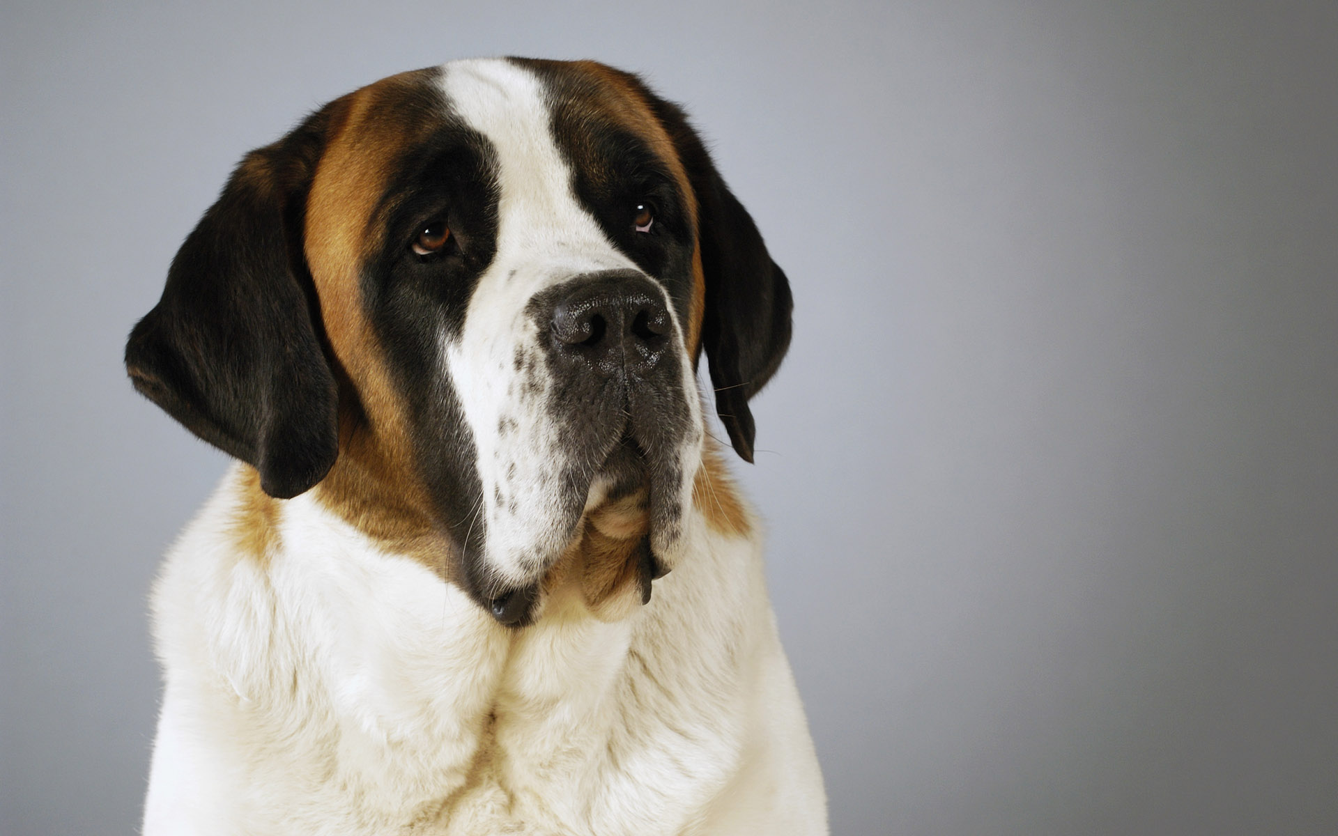 Baixe gratuitamente a imagem Cães, Cão, Animais na área de trabalho do seu PC