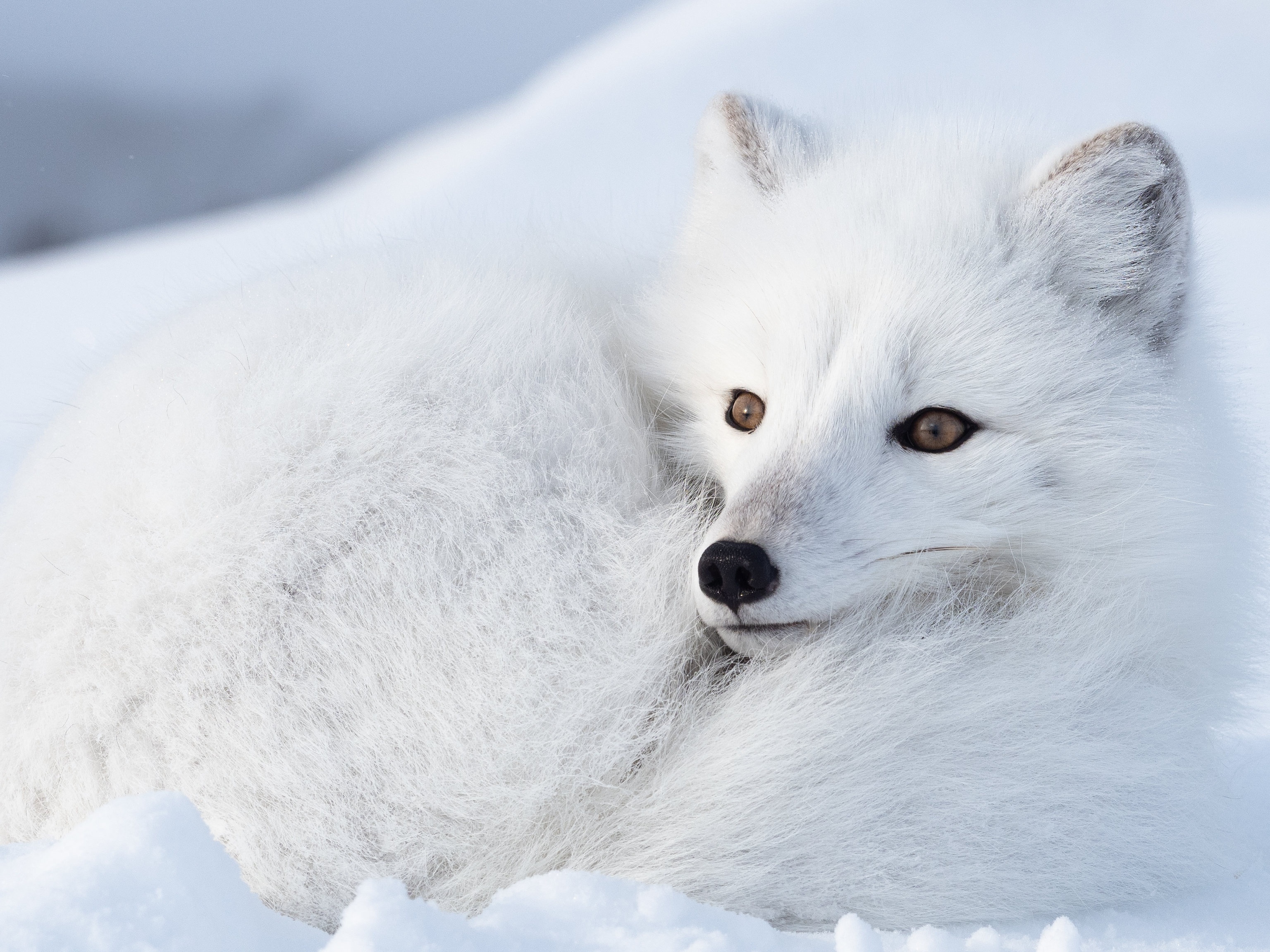 Download mobile wallpaper Dogs, Animal, Arctic Fox for free.