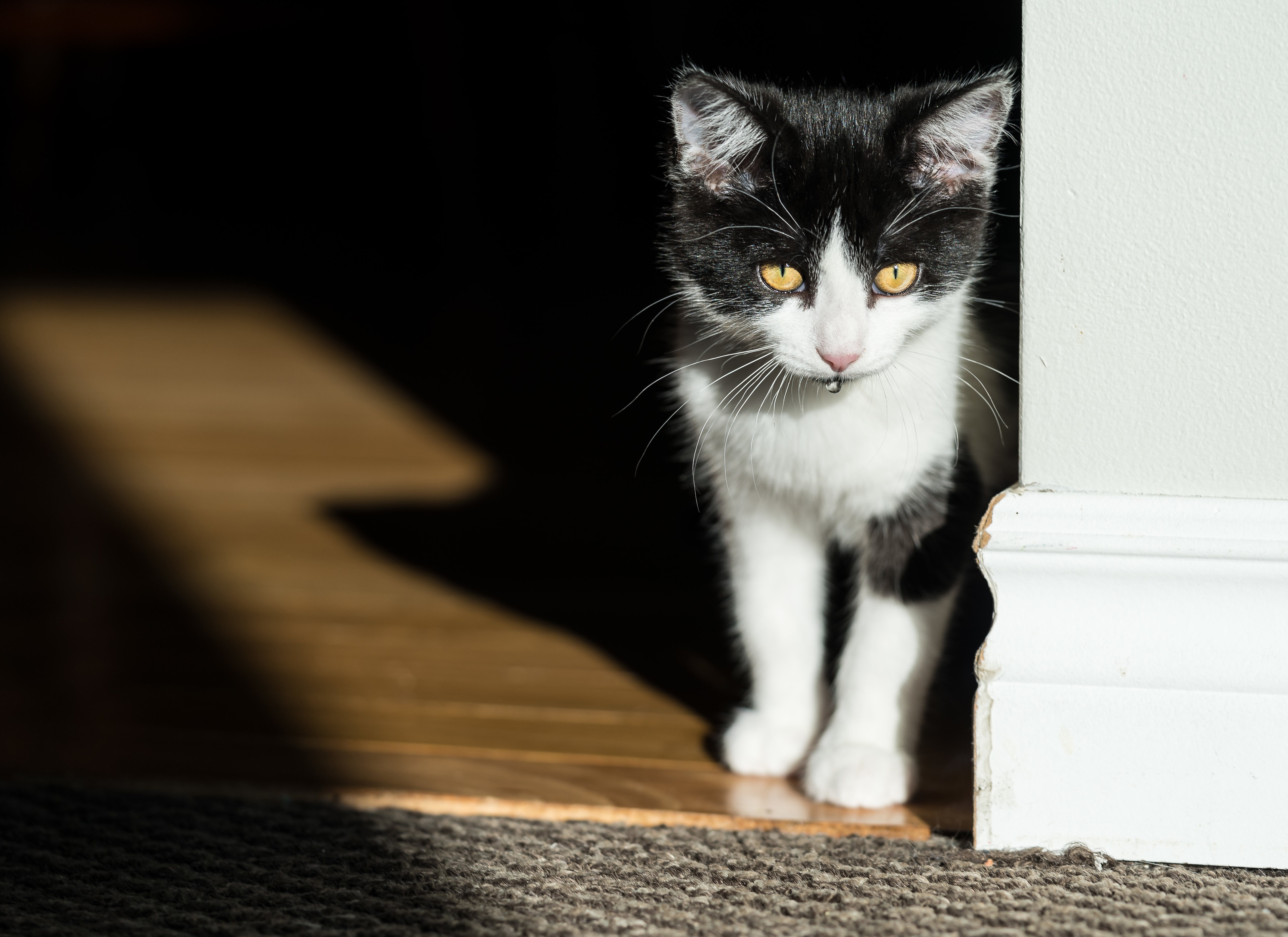 Laden Sie das Tiere, Katzen, Katze, Kätzchen, Tierbaby-Bild kostenlos auf Ihren PC-Desktop herunter