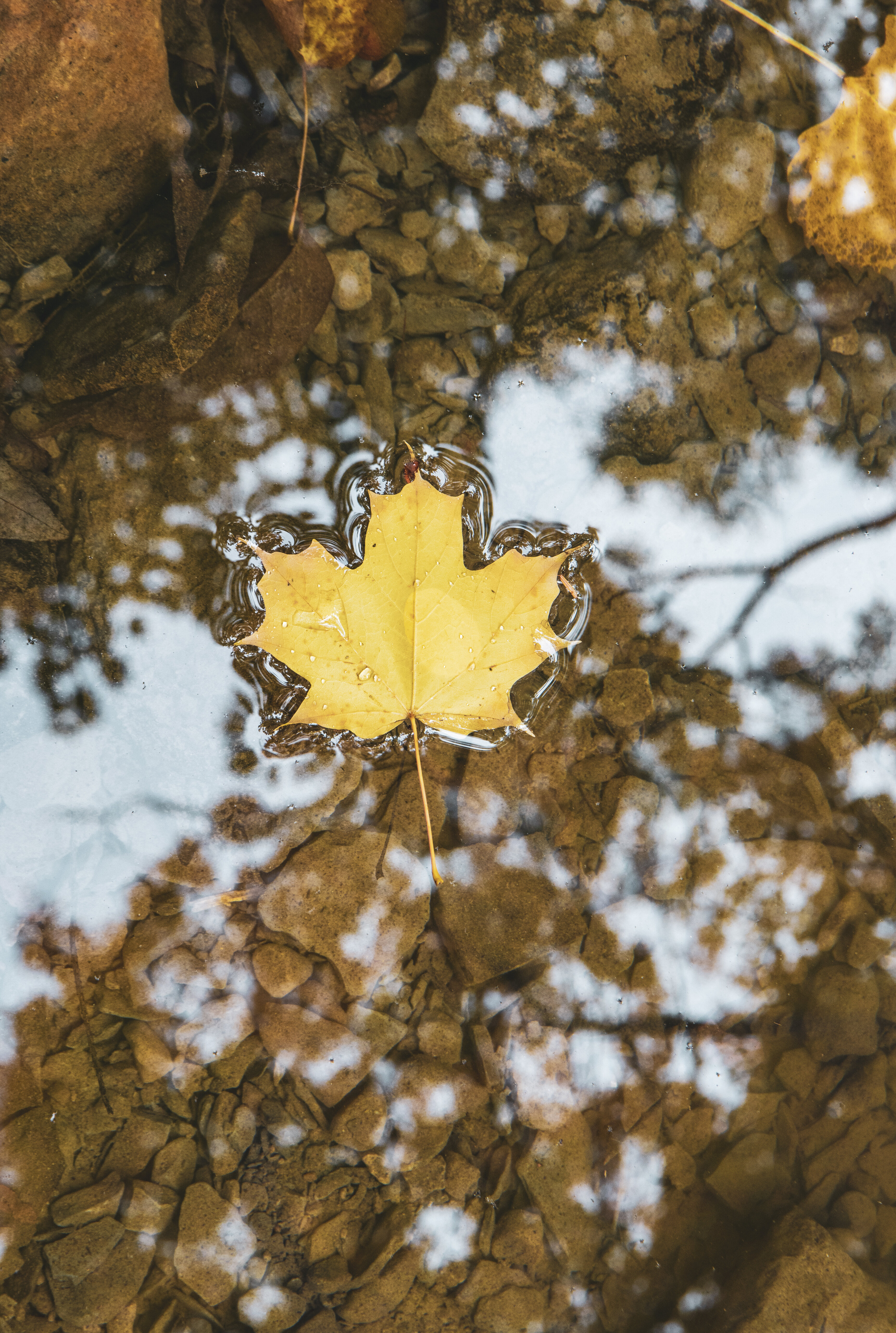 leaf, maple, macro, water, sheet Phone Background