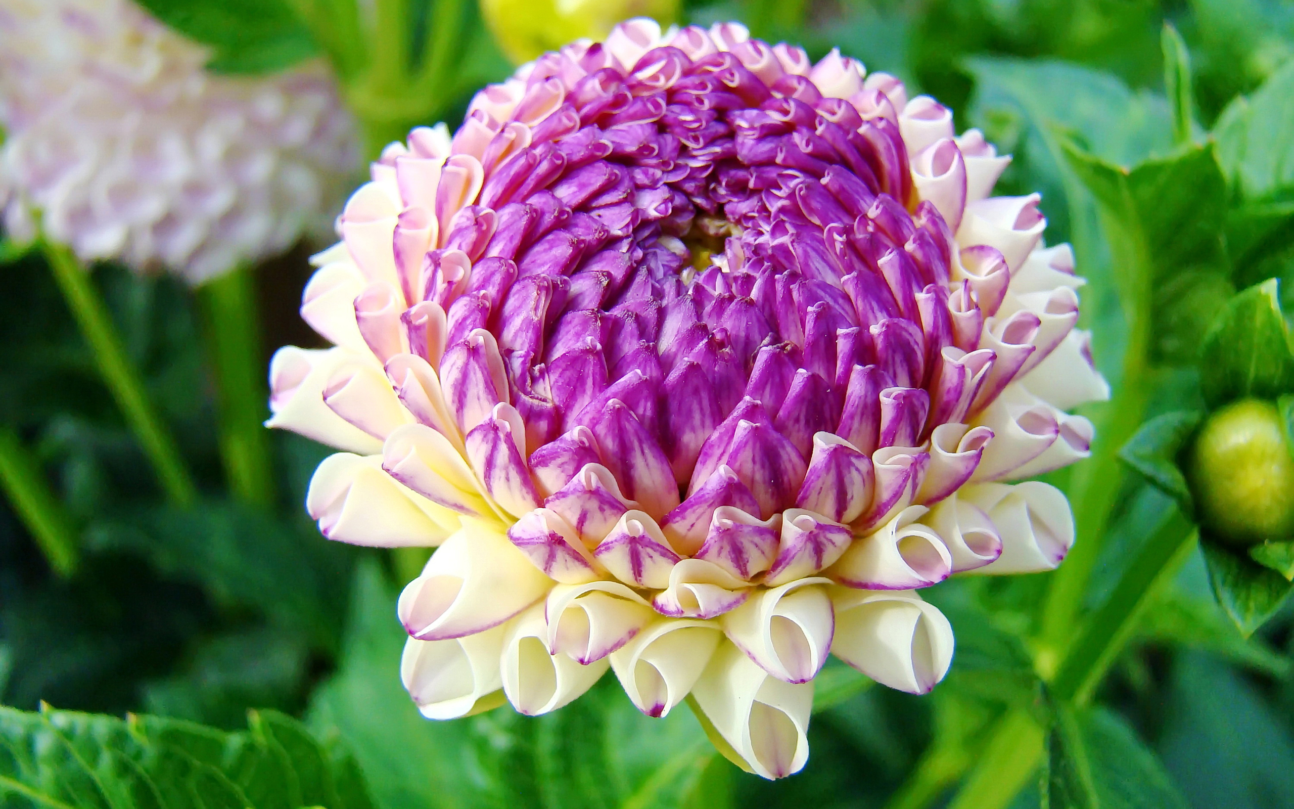 Download mobile wallpaper Flowers, Flower, Earth, Dahlia, Purple Flower for free.