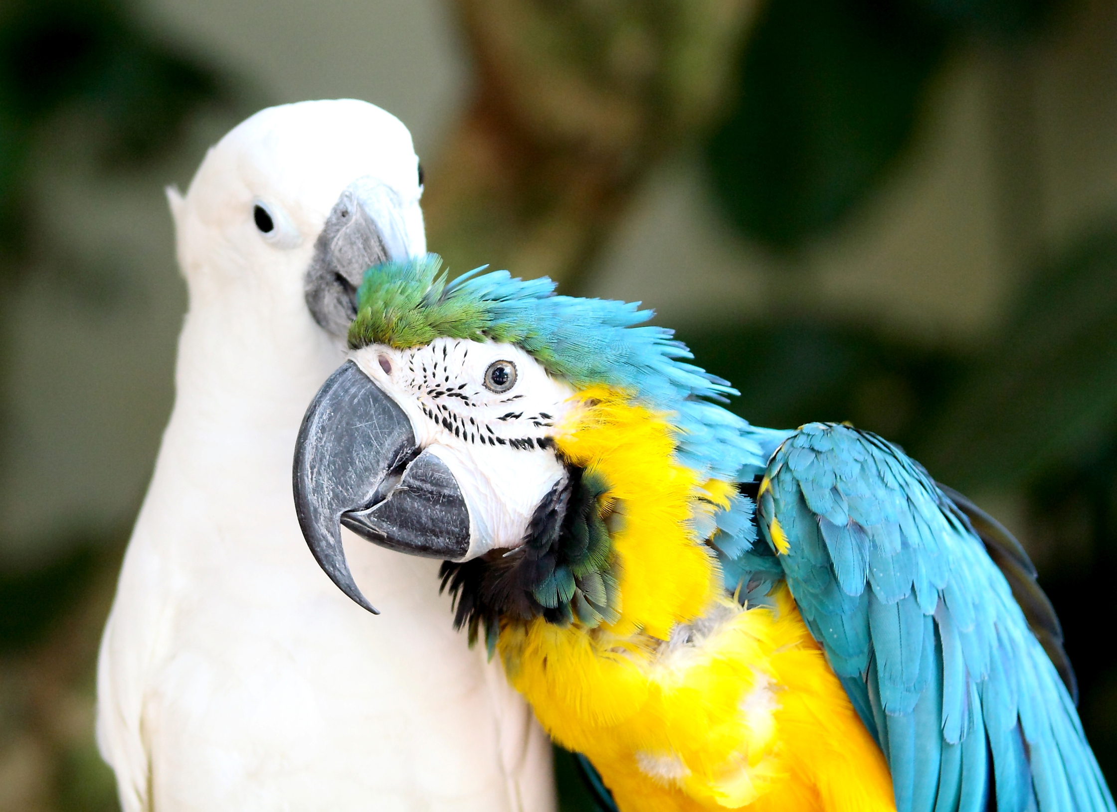 292666 Bild herunterladen tiere, papagei, gelbbrustara, vögel - Hintergrundbilder und Bildschirmschoner kostenlos